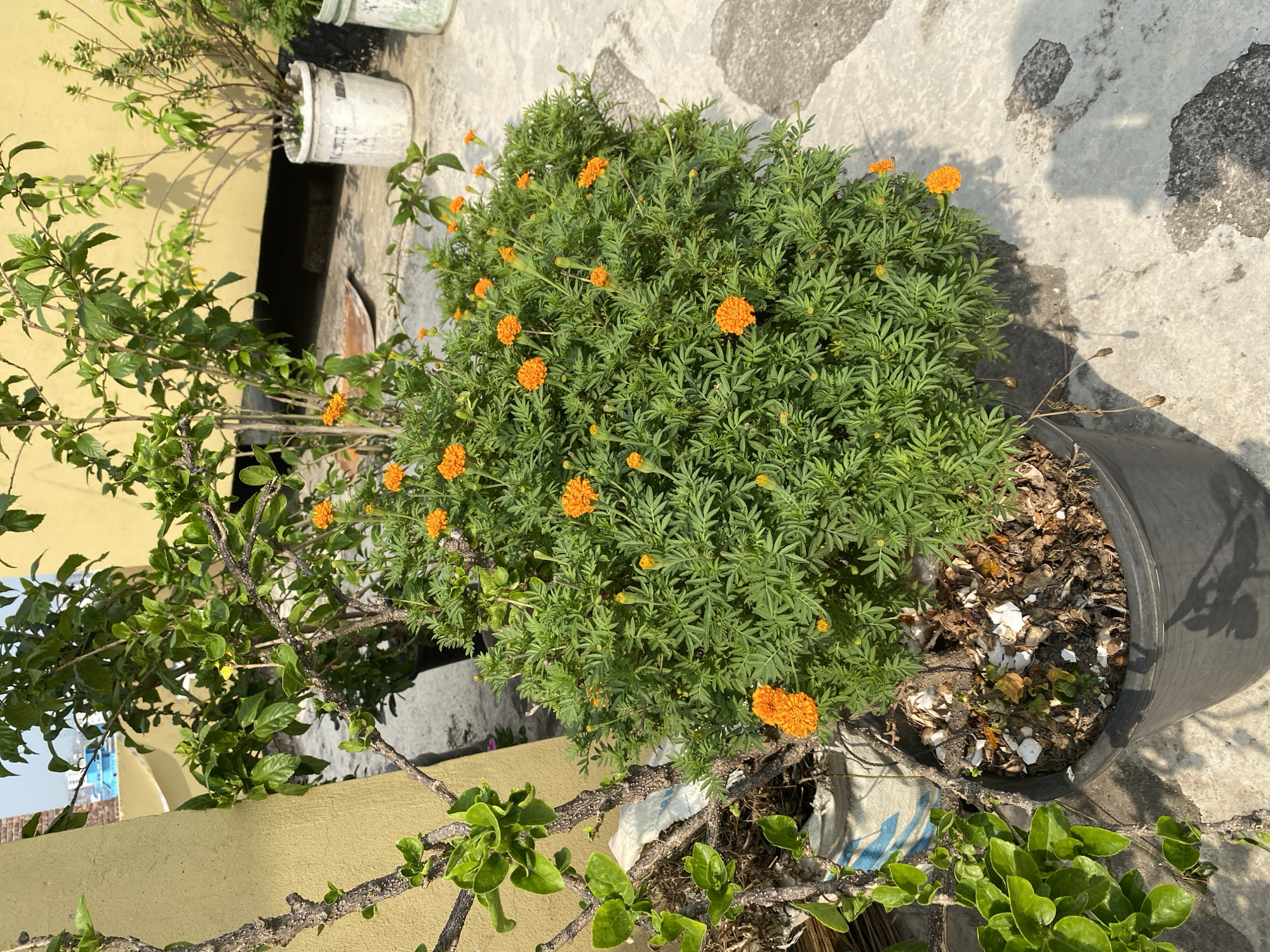 The image shows a rooftop garden scene, likely in Dhaka, Bangladesh, based on architectural styles and plant types common to the region. The main subject is a potted marigold plant, densely filled with green foliage and scattered with vibrant orange flowers. The pot is black plastic, and the soil surface is littered with what appears to be broken eggshells. Adjacent to the marigold is another potted plant, possibly a hibiscus, with visible branches and green leaves. The backdrop consists of a concrete rooftop surface, showing signs of wear and staining. In the background, there are hints of other potted plants and architectural elements. The scene is bathed in sunlight, casting shadows and highlighting the textures of the plants and surfaces. There are no people visible in the frame.