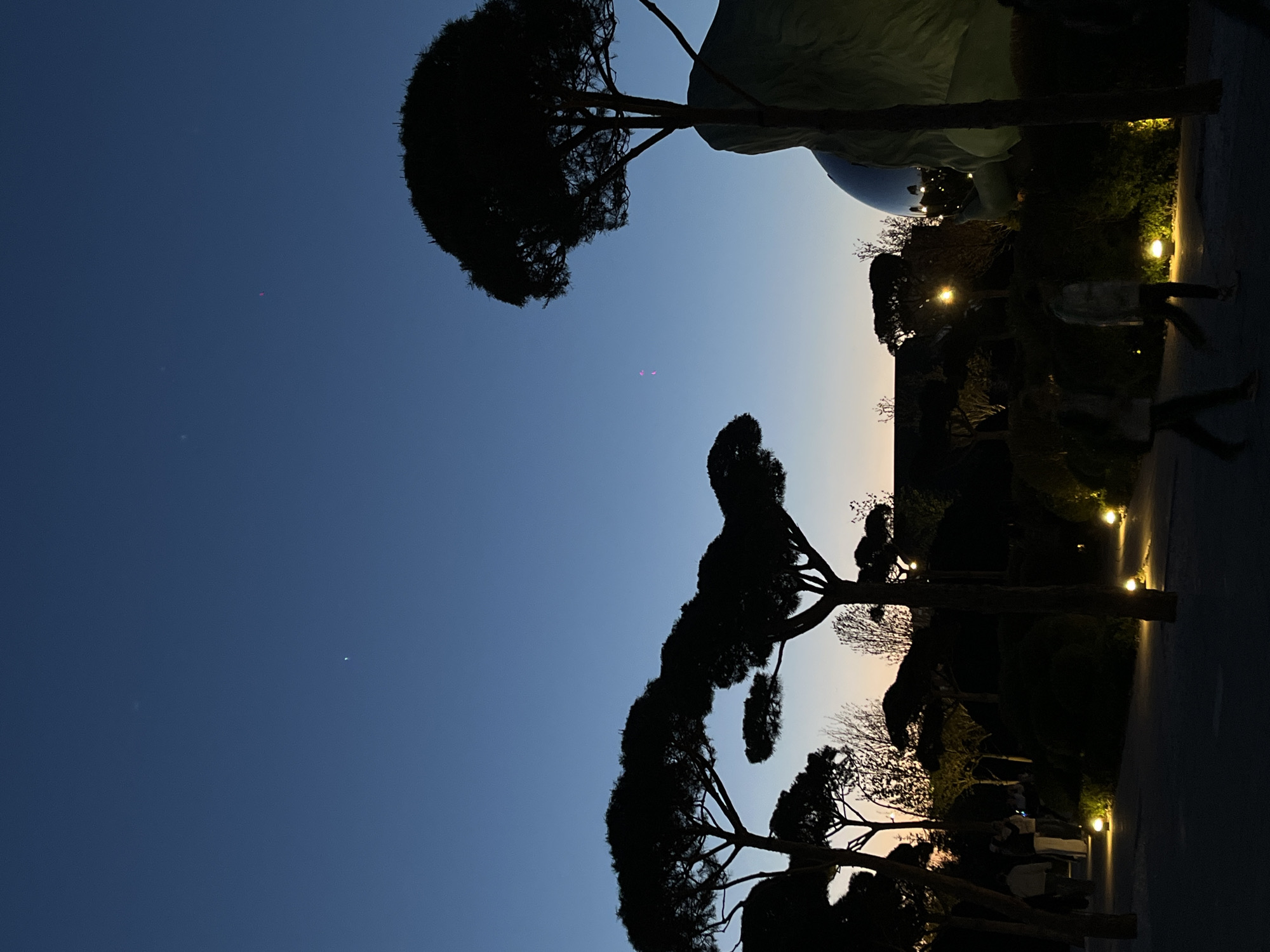 The image, rotated 90 degrees clockwise, captures a tranquil twilight scene. The left side of the frame is dominated by the sky, displaying a gradient from deep blue at the top-left to a lighter, almost peach tone along the horizon line towards the bottom-right.
Several large trees, possibly a type of pine with distinctive flat or umbrella-shaped canopies, are silhouetted against the fading light of the sky. Their dark, dense foliage and intertwining branches create strong contrasting shapes. One prominent tree trunk extends from the bottom of the frame, leading to a large canopy at the top-center.
The right side of the image depicts the ground level, which is much darker but illuminated by several warm-toned, recessed lights that line what appears to be a path or walkway. Silhouetted figures of people are visible on this path, suggesting they are walking or standing, though their details are indistinct due to the low light.
In the upper-right quadrant, a large, smooth, and reflective spherical or curved object is partially visible, appearing to be part of a modern sculpture or architectural feature. The overall lighting conditions and the use of artificial lights indicate dusk or early evening. The clear sky suggests fair weather. No text is visible in the image. The scene evokes a peaceful ambiance of an evening stroll in a landscaped outdoor public space.