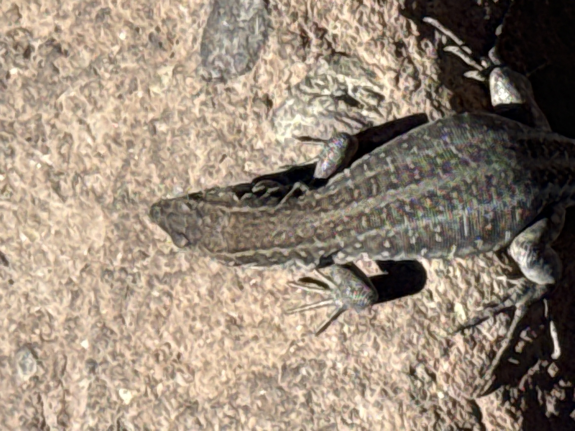 A top-down, high-angle, slightly blurry shot shows a lizard on rough, pebbly terrain. The lizard, which is positioned centrally and facing away from the camera, has a long, segmented body with a mottled pattern of greens, grays, and browns. Its legs are splayed out, with its toes clearly visible, gripping the ground. The texture of the ground appears dry and rocky. The overall scene suggests a natural, outdoor environment. No specific location in La Orotava, Spain, can be identified from the image.
