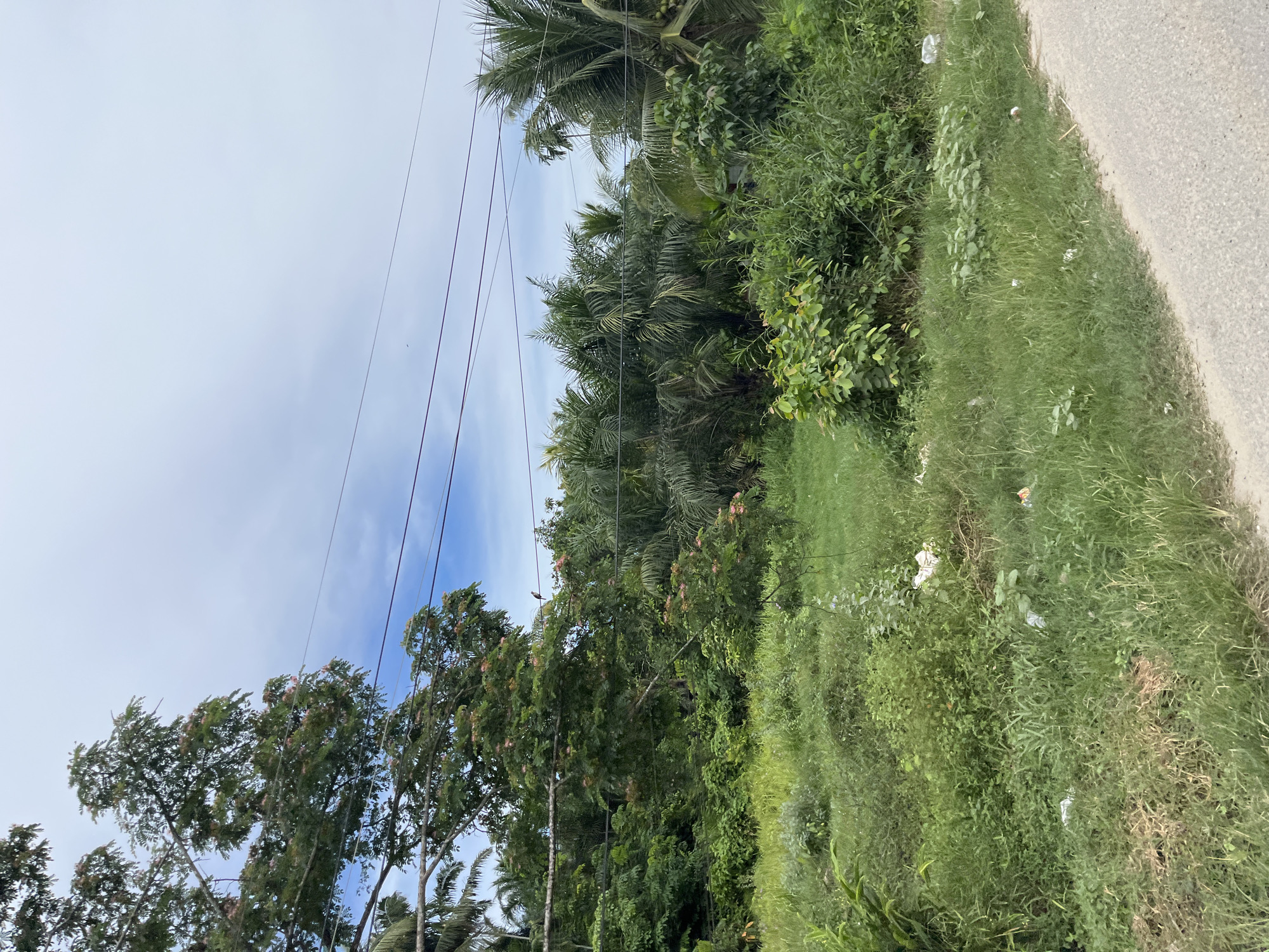 This media file captures a roadside scene in Seunebobaru, Indonesia. The image is dominated by lush green vegetation, including palm trees and other dense foliage, suggesting a tropical or subtropical environment. A paved road runs along the right side of the frame, with a grassy verge bordering it. The verge appears to have some scattered litter, indicating a lack of regular maintenance. Overhead, several power lines traverse the sky, casting shadows on the trees below. The sky is a pale blue with some wispy clouds, hinting at a bright but possibly hazy day. There are no people or specific activities depicted. The overall impression is one of a natural, somewhat unkempt, roadside environment. The time of day is likely daytime, given the light conditions.