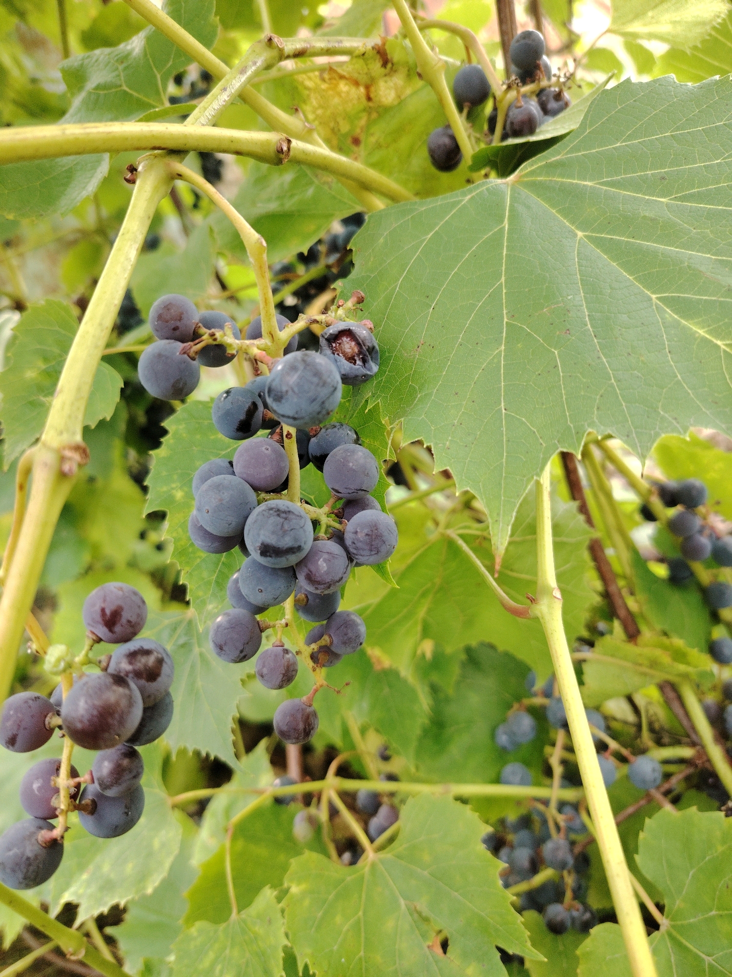 This is a close-up, eye-level, outdoor, natural light photograph of a cluster of dark purple grapes on a vine. The grapes are ripe and some are slightly bruised or broken. The vine is green and has large, green leaves. The background is blurred, showing more green foliage and some of the grape vines. The image is focused on the cluster of grapes in the foreground.