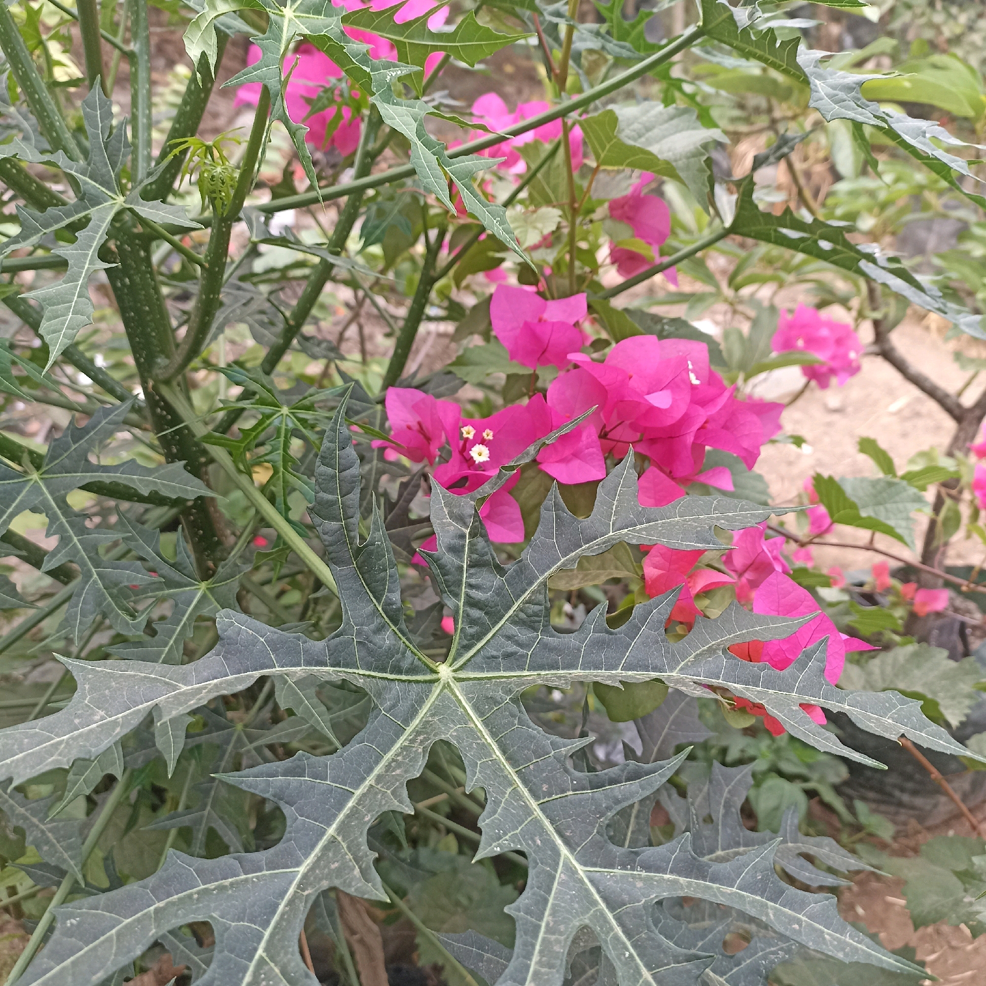 The image shows a close-up of a plant with large, dark green, deeply lobed leaves in the foreground. Behind these leaves, bright pink bougainvillea flowers are visible. The background is blurred, showing more greenery and a sandy or earthy ground. The lighting suggests it is daytime, and the scene appears to be outdoors in a garden or natural setting. There are no people or animals visible. The environment appears to be a tropical or subtropical climate, consistent with locations like Magelang, Indonesia, where such plants and flowers thrive.
