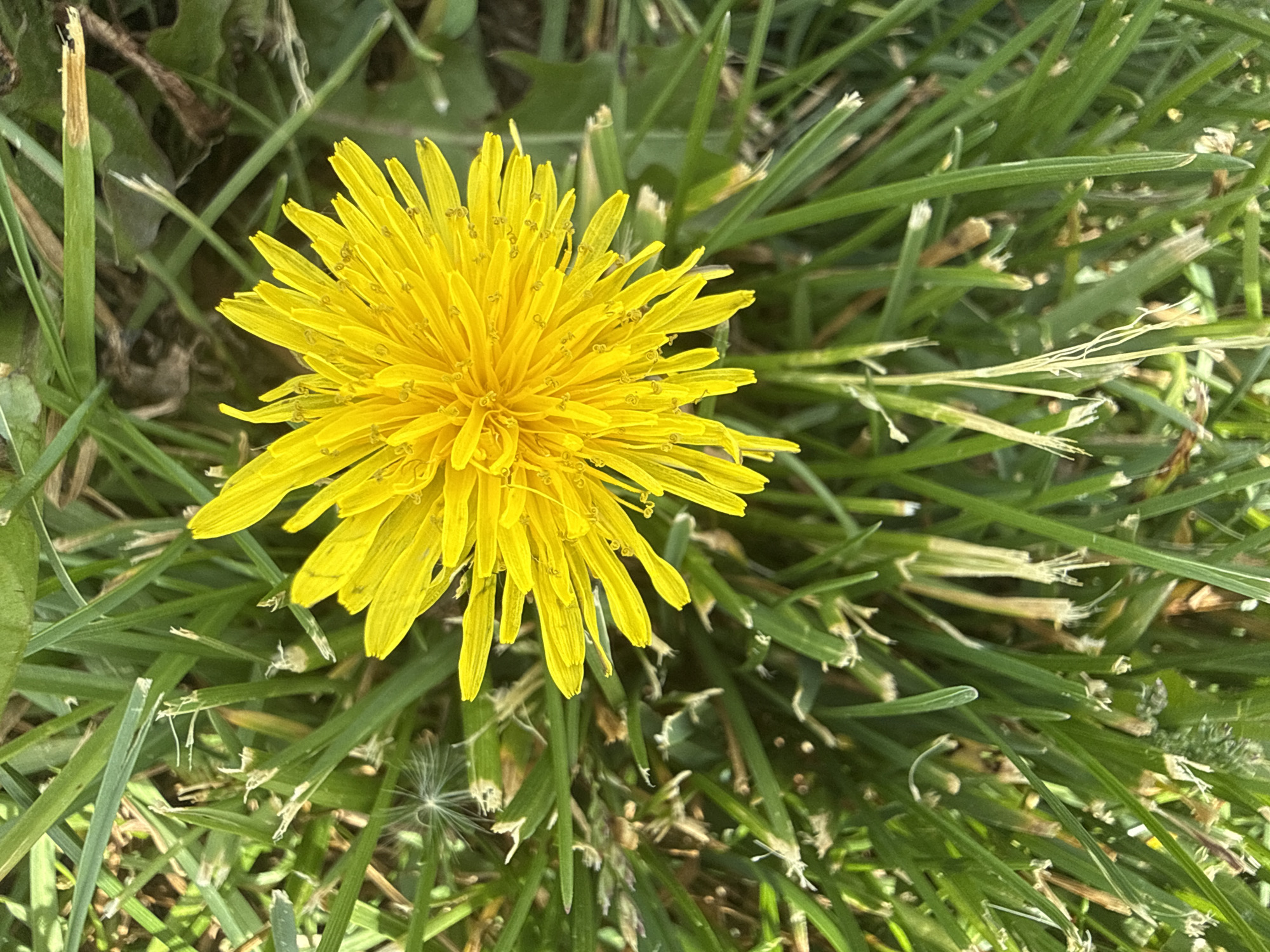 A dandelion flower is in focus in the center of the frame, its bright yellow petals radiating outward. The flower is surrounded by green grass blades of varying lengths and thicknesses, some of which are slightly damaged or browning at the tips. The ground cover appears to be a lawn. The lighting is bright and appears to be natural. The image was likely taken in Glenview, United States of America. The exact location within the city cannot be determined from the image. There is no evidence of any human activity visible.