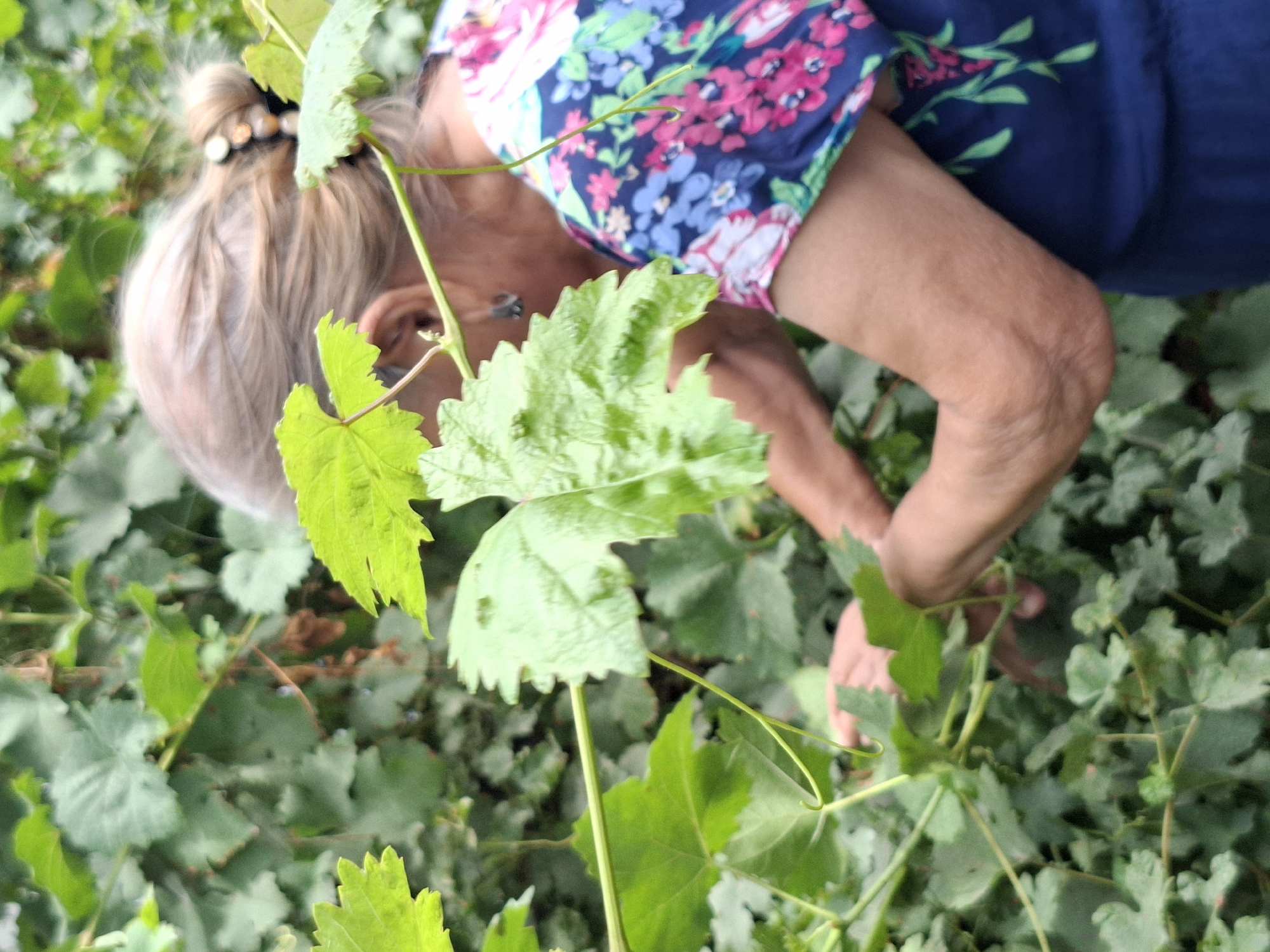 The image shows a person in profile from the back, wearing a blue dress with a floral pattern of pink and blue flowers and green leaves. The person has blonde hair pulled back in a bun with a hair accessory. They are reaching into a dense green foliage, possibly a garden or vineyard, as indicated by the large, lobed leaves. The person's arms are bent, and their hands are partially obscured by the leaves. The background is filled with green leaves, suggesting an outdoor natural setting. The specific location in Almaty, Kazakhstan, is not identifiable from the visual information in the image.