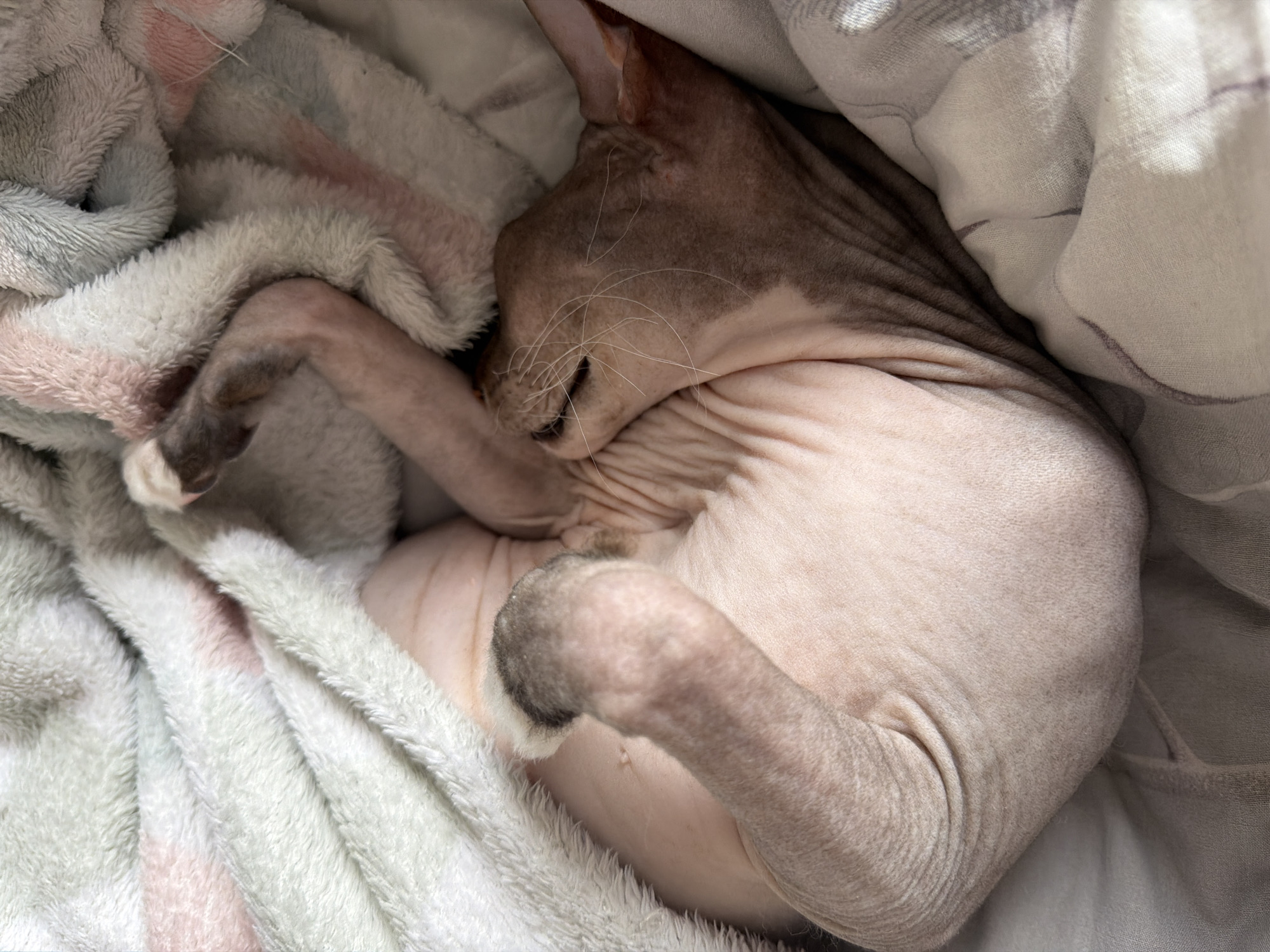 A hairless cat is curled up and sleeping, partially covered in two different blankets. One blanket is a white, plush material with pink and gray sections, while the other appears to be a thin, light gray and white striped fabric. The cat is light pink, except for its face, ears, and paws, which are a darker gray. The location is not discernable from the image, and there is no evidence the image was taken in Izhevsk, Russia.