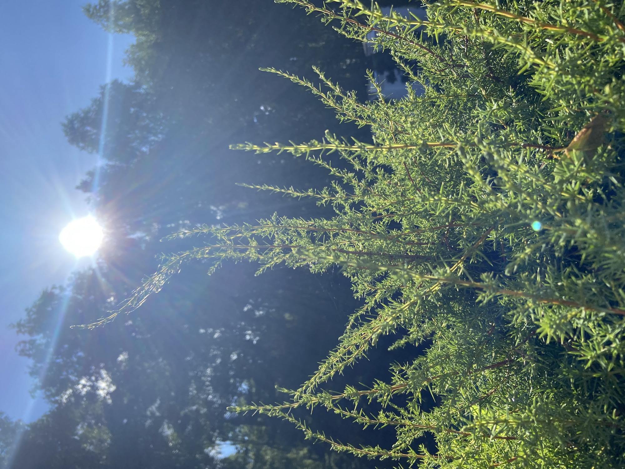The image shows a close-up of a green, spiky plant, possibly a juniper bush, with its branches reaching upwards. The sun is shining brightly in the upper portion of the image, creating lens flares and casting rays of light through the foliage. In the background, the dark silhouettes of trees can be seen against a bright blue sky. The scene is outdoors, and the lighting suggests it is daytime. The location is identified as Зимородок Днп, Russia. There are no people or animals visible in the image.