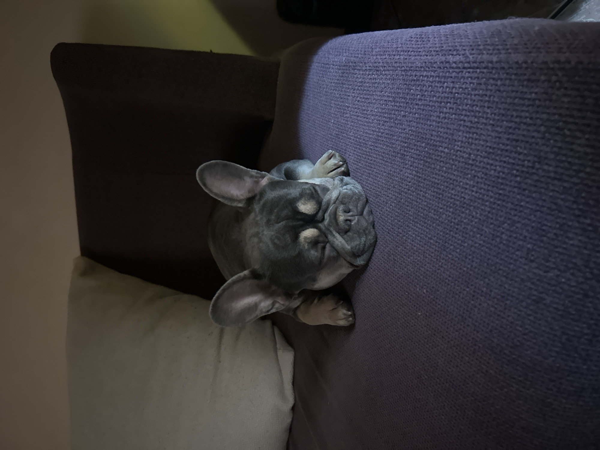 A blue-gray French Bulldog is curled up asleep on a purple couch. The dog's head is resting against the couch's armrest with its paws close to its face. A beige cushion is visible next to the dog on the left side of the frame. The location is unknown.