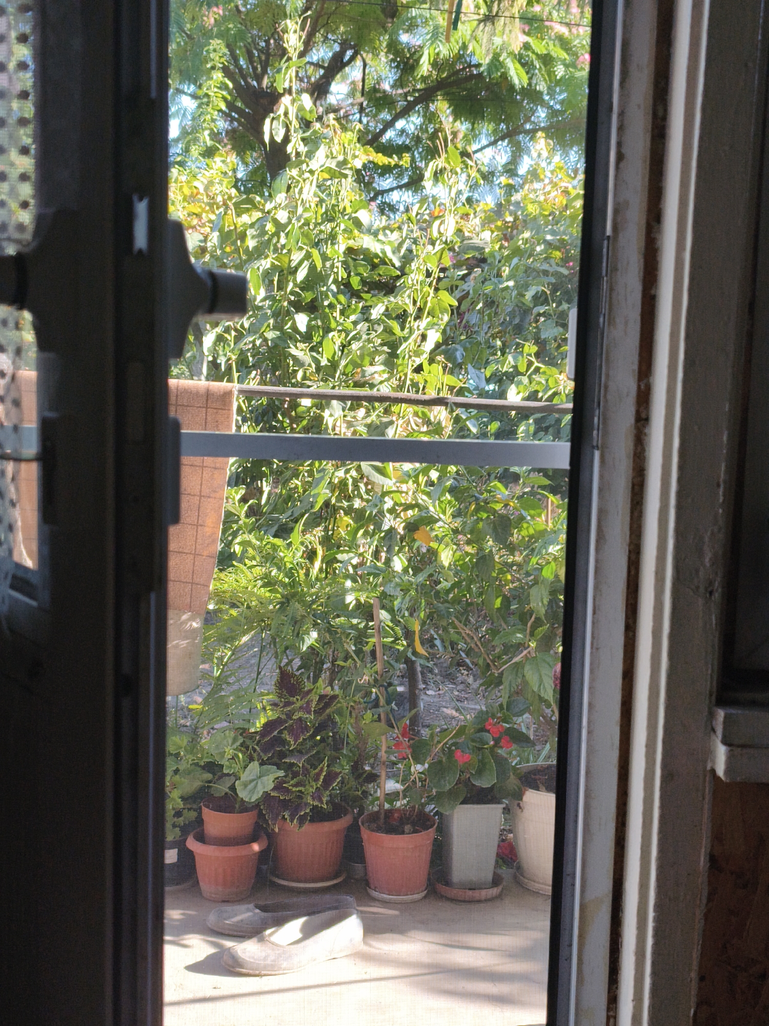The image depicts a view through a screened door of a residential backyard in Slatina, Bulgaria. The foreground is dominated by the doorframe and screen, with a dark wooden door on the left and a white-painted frame on the right. Beyond the screen, a patio area is visible, featuring several potted plants. Two pairs of light-colored shoes are placed on the patio. In the background, dense green foliage and trees suggest a lush, overgrown garden. A metal railing runs horizontally across the scene, partially obscured by plants and a tan-colored fabric hanging behind it. The overall impression is one of a lived-in, somewhat unkempt outdoor space, likely a balcony or small yard, bathed in natural sunlight.