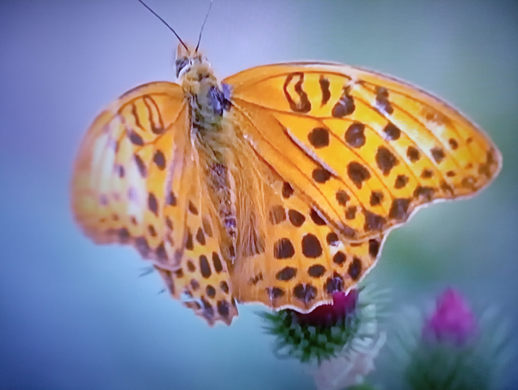The media file is a close-up, slightly blurred shot of a vibrant orange butterfly with black spots resting on a thistle plant. The butterfly's wings are spread open, showcasing their intricate patterns and delicate structure. The top portion of the butterfly's head is visible, with its antennae extending upwards. The thistle plant has green, spiky leaves and a hint of a pink flower bud beneath the butterfly. The background is a soft, out-of-focus blend of light blue and green, suggesting an outdoor setting, possibly a garden or a meadow, bathed in natural light. The image captures a moment of stillness, emphasizing the beauty and fragility of the butterfly and its environment. There is no visible text in the image.