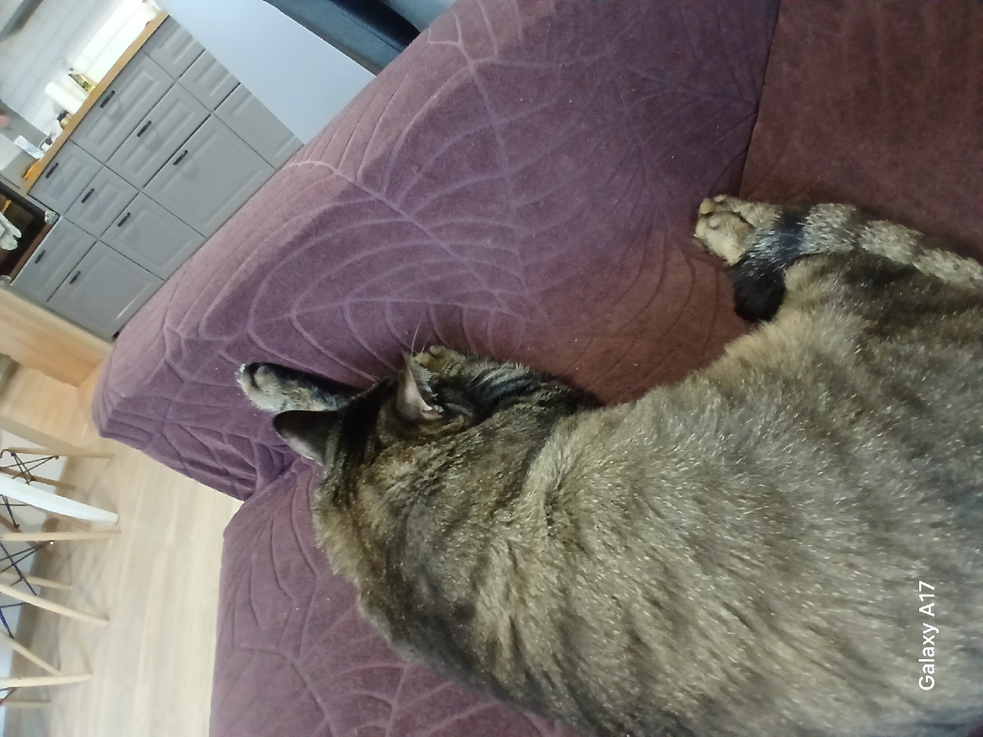 The image displays a domestic tabby cat resting on a purple sofa within an indoor setting, presumably a home in Yekaterinburg, Russia. The cat, with its mottled brown and grey fur and distinct dark stripes, is seen from behind and above, with its head turned slightly, revealing an ear. Its body is relaxed on the sofa, suggesting it is either sleeping or peacefully resting.
The sofa is a prominent feature, colored a deep purple or plum, and exhibits a unique embossed or textured pattern resembling intricate leaf veins or a spiderweb across its surface. Scattered small white specks are visible on the fabric.
In the background, a modern kitchen area is visible. It features a series of light grey or off-white cabinets arranged symmetrically with dark handles. A light-colored wooden countertop runs along the kitchen units. To the left, a light wooden floor and the minimalist frames of chairs or a table are discernible, suggesting an open-plan living space.
The lighting indicates it is daytime. The cat's posture conveys a sense of tranquility and comfort. The image is captured at an angle, rotated clockwise. In the bottom right corner, the text "Galaxy A17" is visible, indicating the camera used.