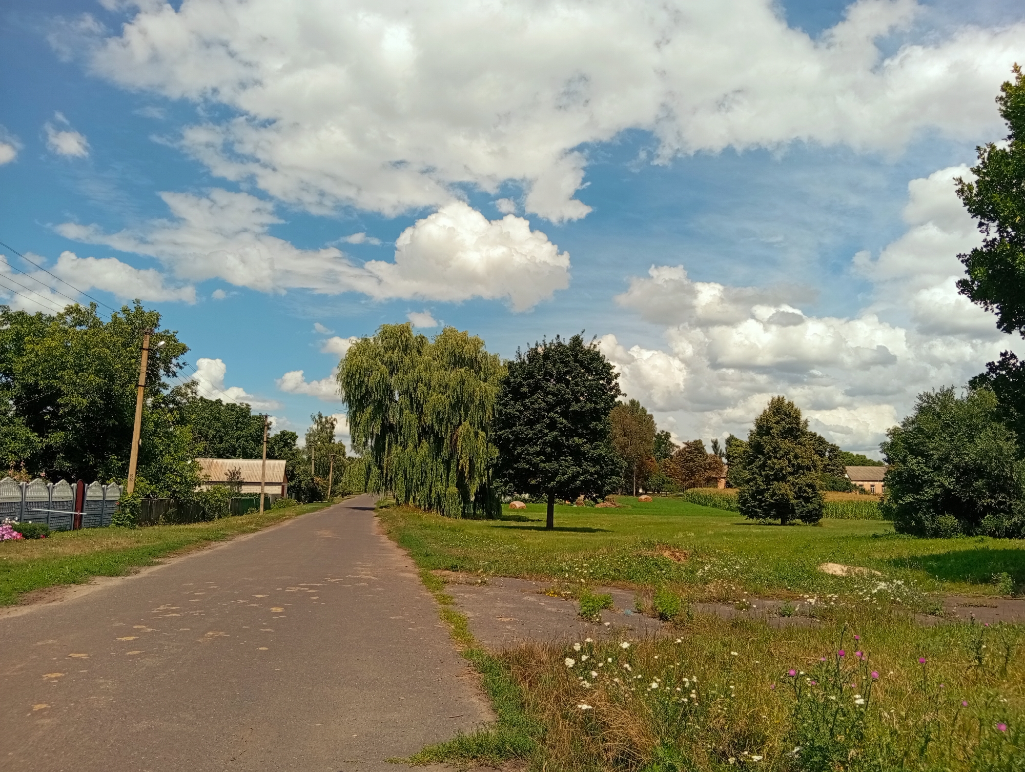 An asphalt road extends into the distance, flanked by a grassy field on the right and a row of trees and buildings on the left. The sky is a bright blue with numerous fluffy white clouds. The field is covered in green grass and dotted with small white and purple flowers. There are several mature trees in the distance. A few hay bales are visible in the field. On the left side of the road, there is a fence, a utility pole, and a building with a light-colored roof. The overall impression is a rural or suburban landscape on a sunny day.