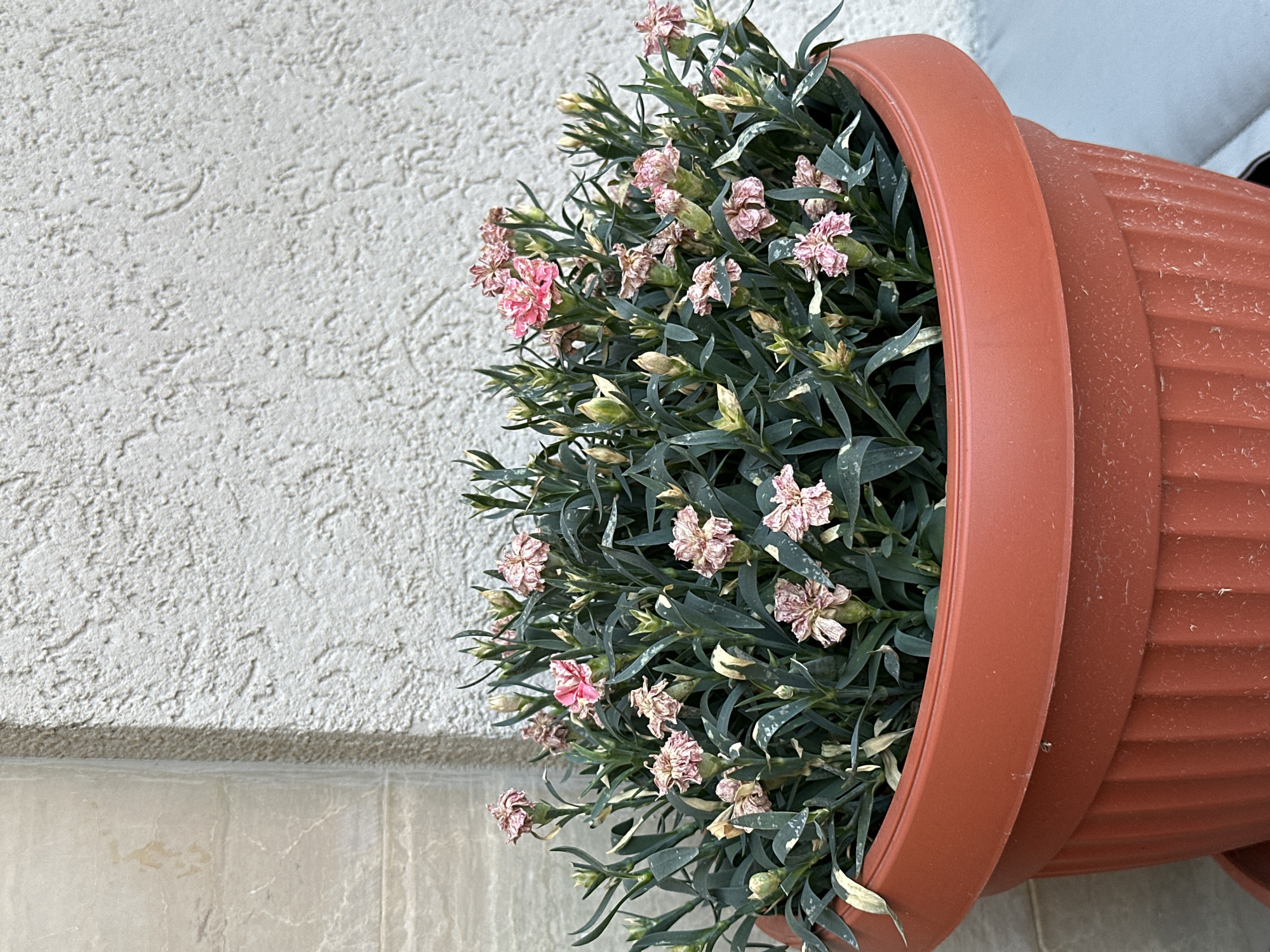 A close-up, eye-level shot captures a terracotta pot filled with a cluster of small, pink and white dianthus flowers, some in bloom and others as budding flowers. The flowers are surrounded by dark green, slender leaves. The pot is positioned in front of a textured, light-colored wall, with a section of marbled tile to the left. The scene appears to be outdoors, possibly on a balcony or patio, in Budva, Montenegro. The lighting suggests it is daytime, with soft shadows indicating overcast conditions or indirect sunlight. There are no people visible in the frame.
