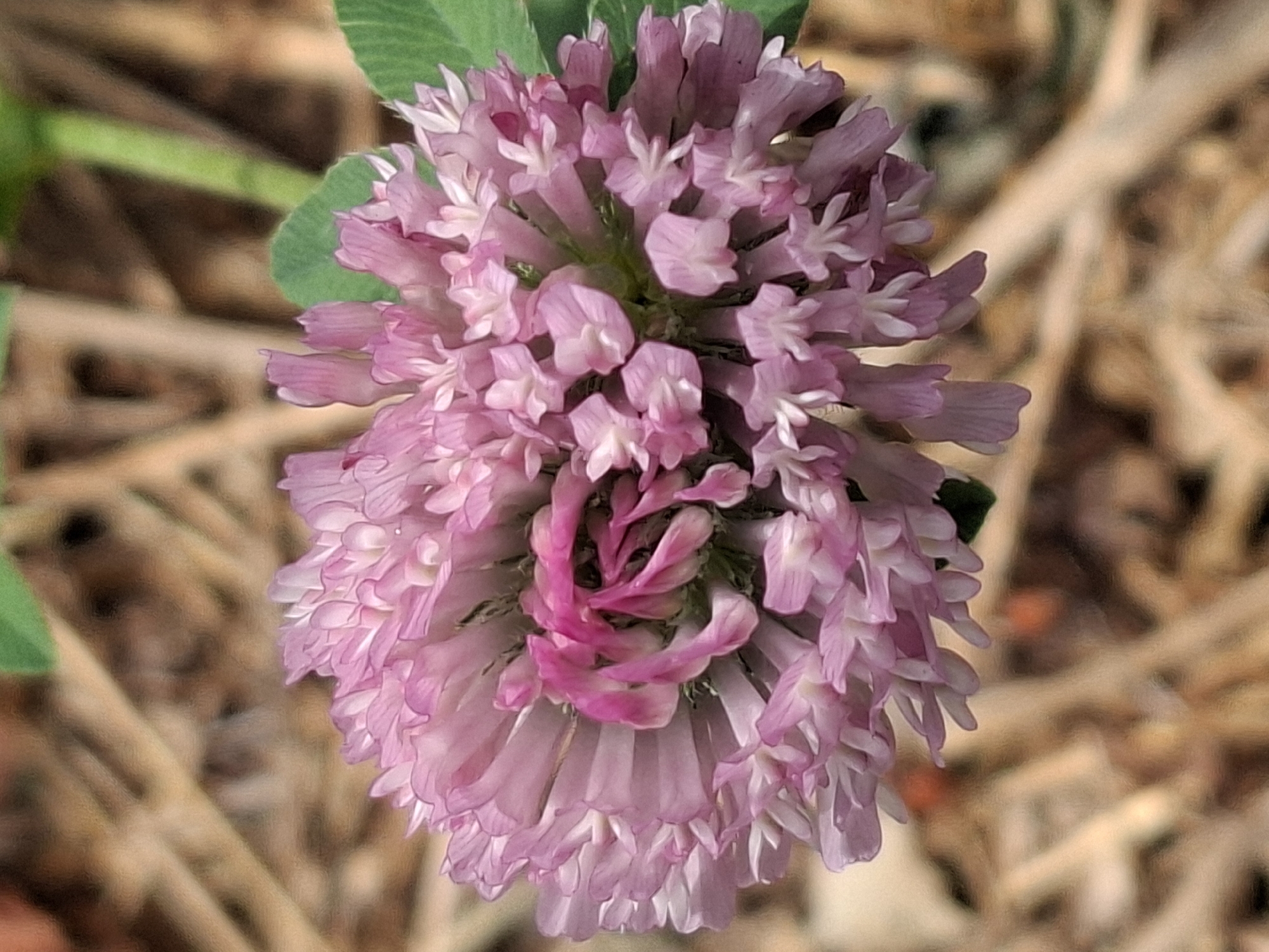 A close-up, macro photograph features a vibrant, pink clover flower in full bloom. The flower head is a dense sphere of numerous small, tubular petals, with lighter pink and white accents towards the tips. A single green leaf is visible to the right of the flower, and a green stem can be seen behind it. The background is a soft, blurred tapestry of straw-like textures in warm, earthy tones, suggesting a natural or garden setting. There is no indication of the city of Almaty, Kazakhstan, or any other specific location. The image captures a solitary flower, with no people or other subjects present. The lighting appears to be natural daylight, highlighting the intricate details of the petals.
