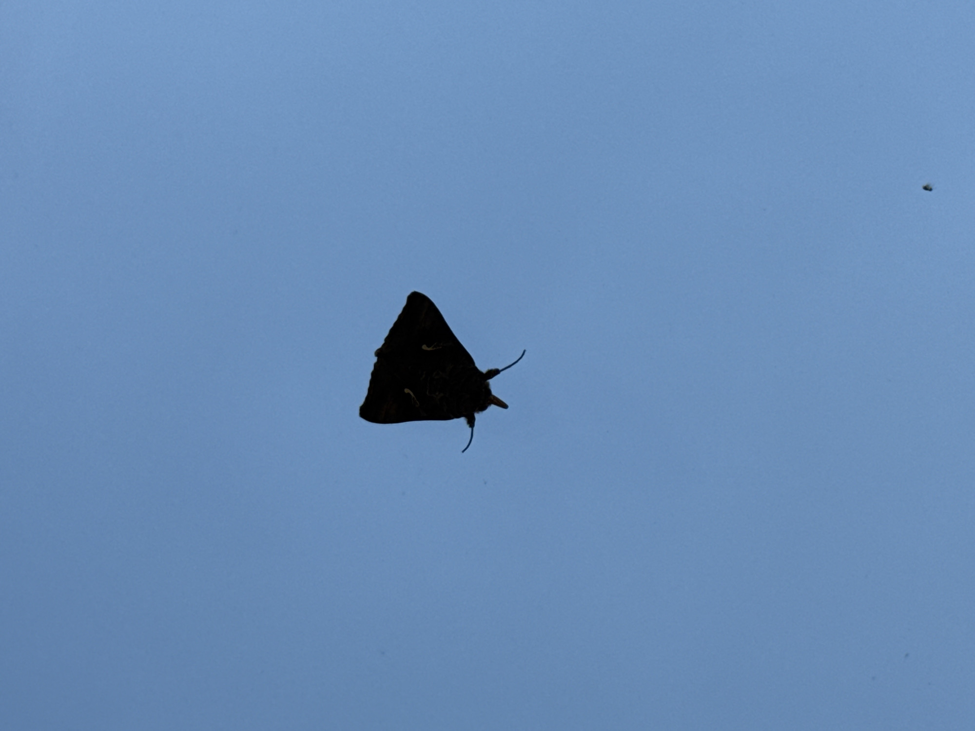 A silhouette of a moth with outstretched wings is captured against a clear blue sky. The moth appears to be in flight, with its body facing downwards and its wings spread wide in a triangular shape. The image was taken in Pleven, Bulgaria.