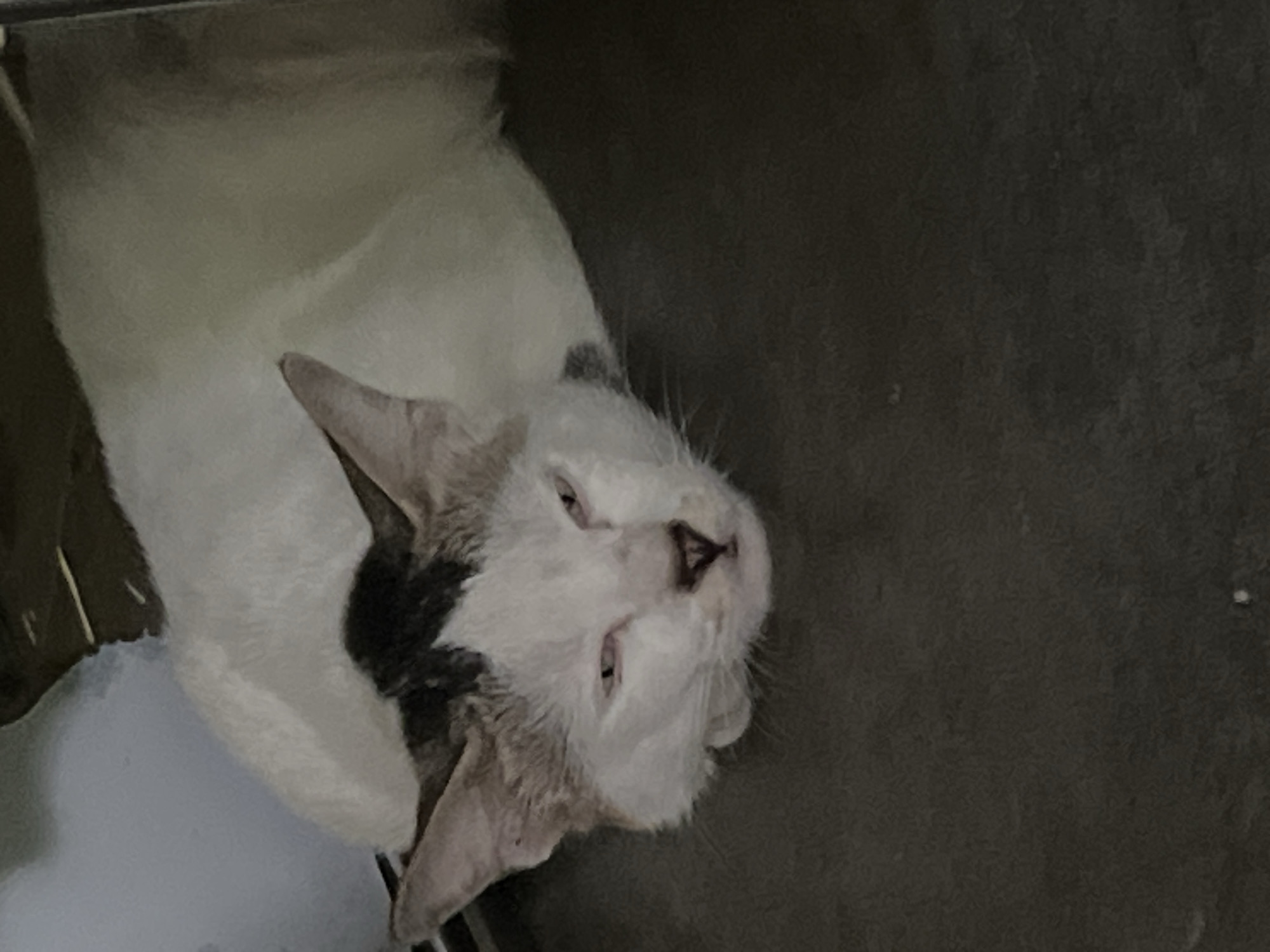 A domestic cat with white fur and patches of black and tan markings is lying down on a dark gray surface, possibly concrete or asphalt, outdoors. The cat's head is turned slightly to the left, and its eyes are partially closed. The background is blurred but suggests an outdoor environment with some vertical elements, possibly part of a building or fence. The image quality is moderate, with some noise and a slight color cast. The location is specified as Klapanunggal, Indonesia.