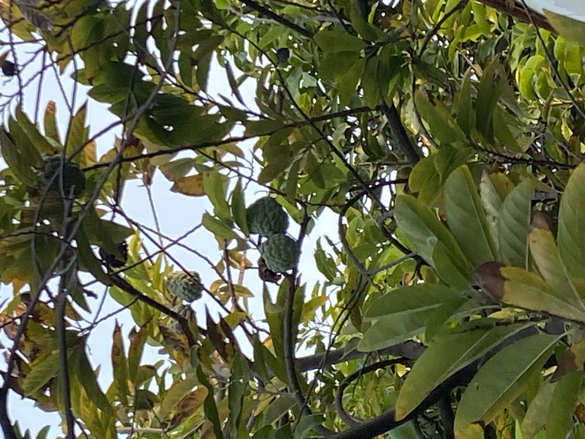 The image is a close-up shot of a custard apple tree in Wedi, Indonesia. The tree is laden with several green custard apples, some of which are still unripe. The leaves of the tree are a mix of green and yellow, indicating that some are mature and others are starting to wither. The branches of the tree are dark brown and extend across the frame, partially obscuring the sky, which is visible as a pale blue in the background. The scene is an outdoor environment, likely a garden or orchard, given the presence of fruit-bearing trees.
