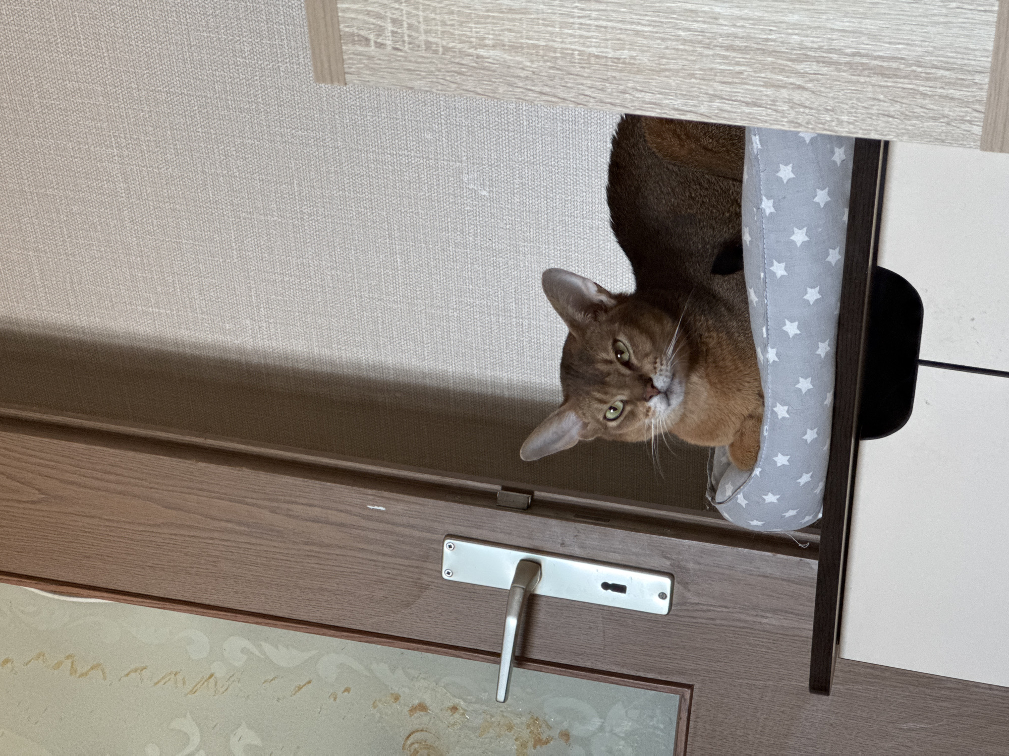 A brown Abyssinian cat with green eyes and a curious expression is peering down from a grey cat bed with white stars. The bed is attached to a light brown door. The door has a silver handle and a partially visible frosted glass panel. The upper portion of the frame and wall are visible above the cat and the door. The location is Chaikovsky, Russia.