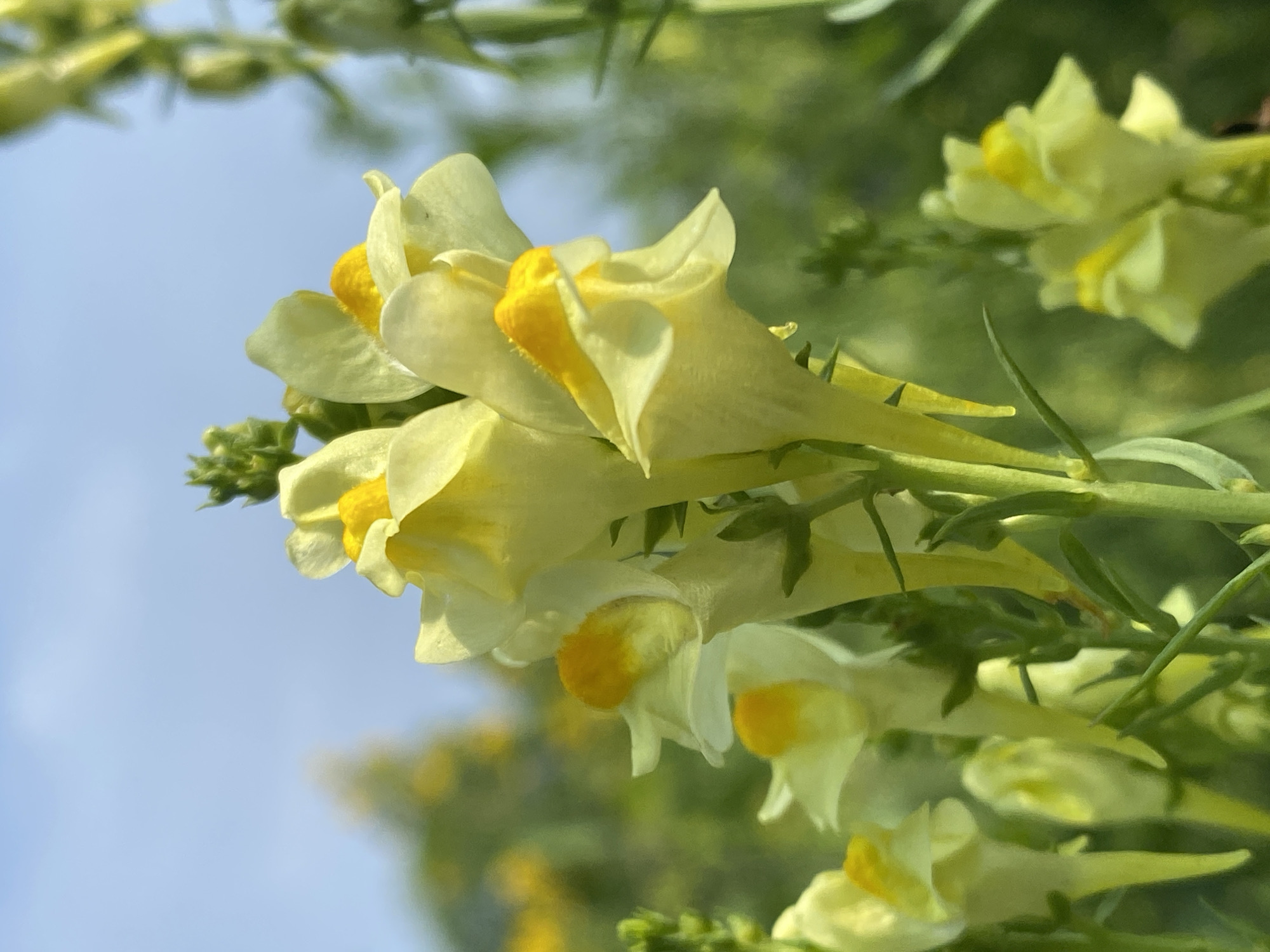 A close-up, low-angle shot captures a cluster of pale yellow snapdragon flowers with bright yellow centers, set against a blurred background of greenery and a pale blue sky. The flowers are the primary focus, with their delicate petals and elongated forms visible. Some of the flowers appear to be in bloom, while others are in bud. The lighting suggests it is daytime, likely with bright sunlight. No people or animals are present in the image. The scene is outdoors, in a natural setting, possibly a field or garden. There is no visible indication of a specific location in Novokuznetsk, Russia, or any other geographical area.