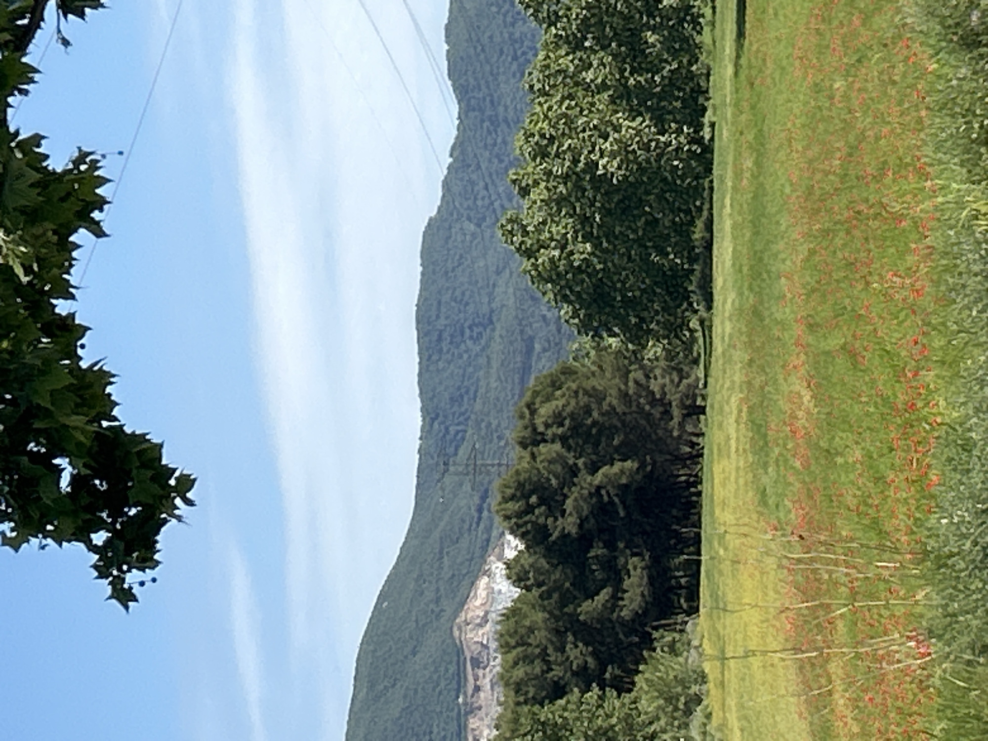 The image captures a vibrant natural landscape under a bright, clear blue sky, likely in Santa Perpètua de Mogoda, Spain. The scene is dominated by lush greenery, mountains, and a field of wildflowers.
In the foreground, a verdant field stretches across the right side of the frame, profusely dotted with numerous small red flowers, characteristic of poppies, which create a vivid contrast against the green grass. A dense line of dark green trees forms a border along the left edge of this field, extending into the midground.
The midground and background feature a majestic mountain range covered in dense, dark green foliage, sloping upwards from the left. A prominent quarry or exposed rock face, displaying light-colored, terraced rock formations, is visible on the side of one of these mountains, indicating human intervention in the landscape. More clusters of trees, including some with large, rounded canopies, are scattered in front of and around the mountain.
The sky, occupying the upper left portion of the image, is a clear and bright blue with faint, wispy white cloud streaks. Thin utility lines, possibly power lines, traverse the sky diagonally from the upper left.
The photograph was taken during daytime under fair weather conditions. The scene presents a blend of untouched natural beauty and human development in a mountainous region. No specific activities or text are visible in the image.