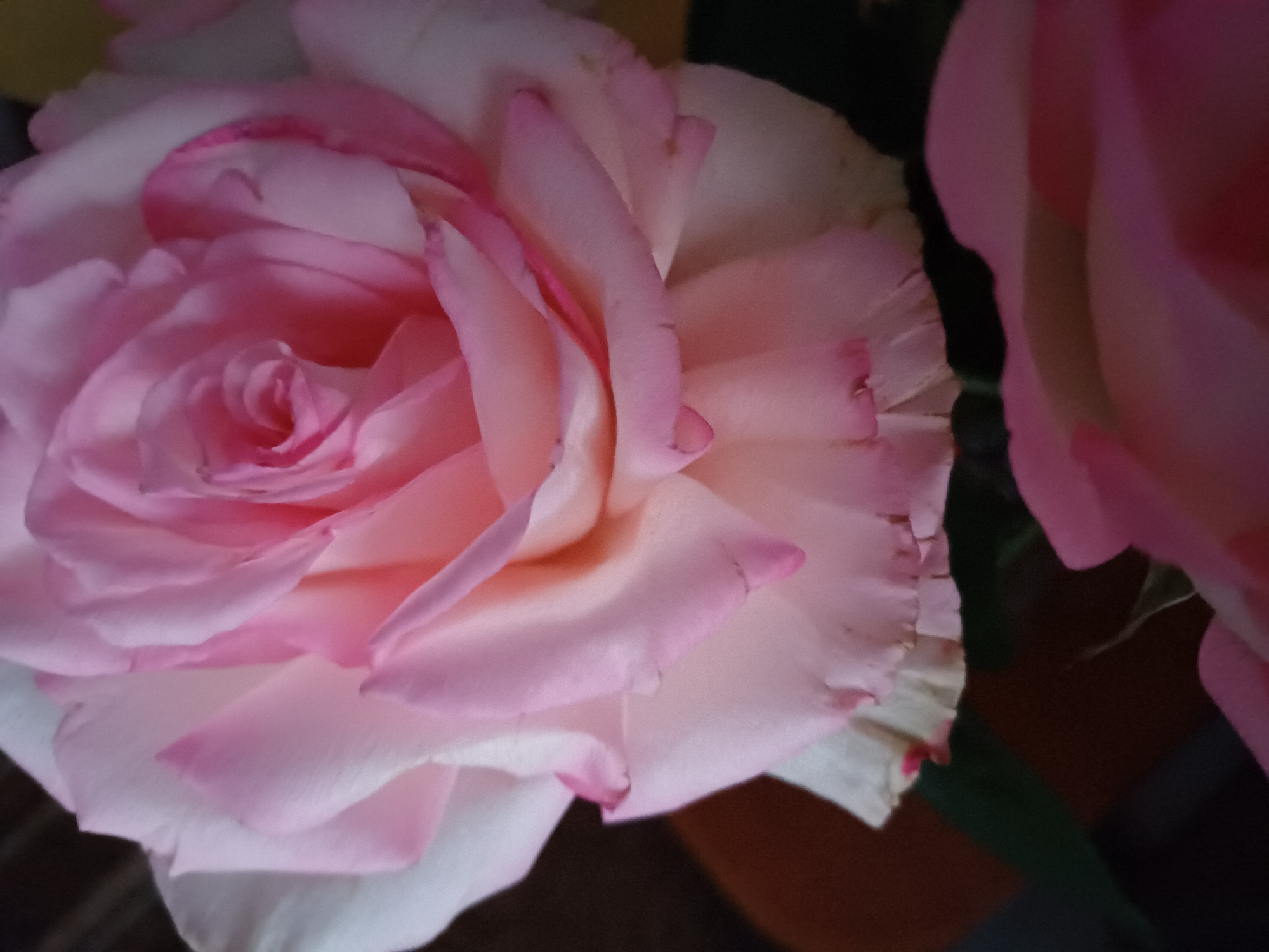 A close-up, overhead shot shows a light pink rose with a white outer edge. The petals are layered and delicate, with some showing subtle darker pink accents along their ruffled edges. The rose is in sharp focus, allowing for detailed observation of its texture and form. The background is blurred and dark, with hints of other pink flowers in the foreground. The image is tightly cropped, focusing entirely on the bloom itself.