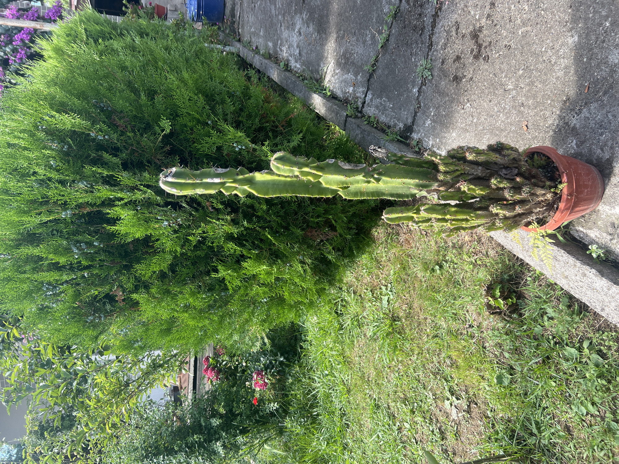 The image depicts a potted cactus in the foreground, situated on a concrete walkway next to a thick green hedge. To the left of the hedge, there is a patch of grass with scattered pink and red flowers. The walkway extends into the background, where a blue trash bin is visible. The scene appears to be an outdoor setting, possibly a garden or courtyard. There are no people or animals present in the image. The lighting suggests it is daytime. The location is specified as Sokhumi, Abkhazia.