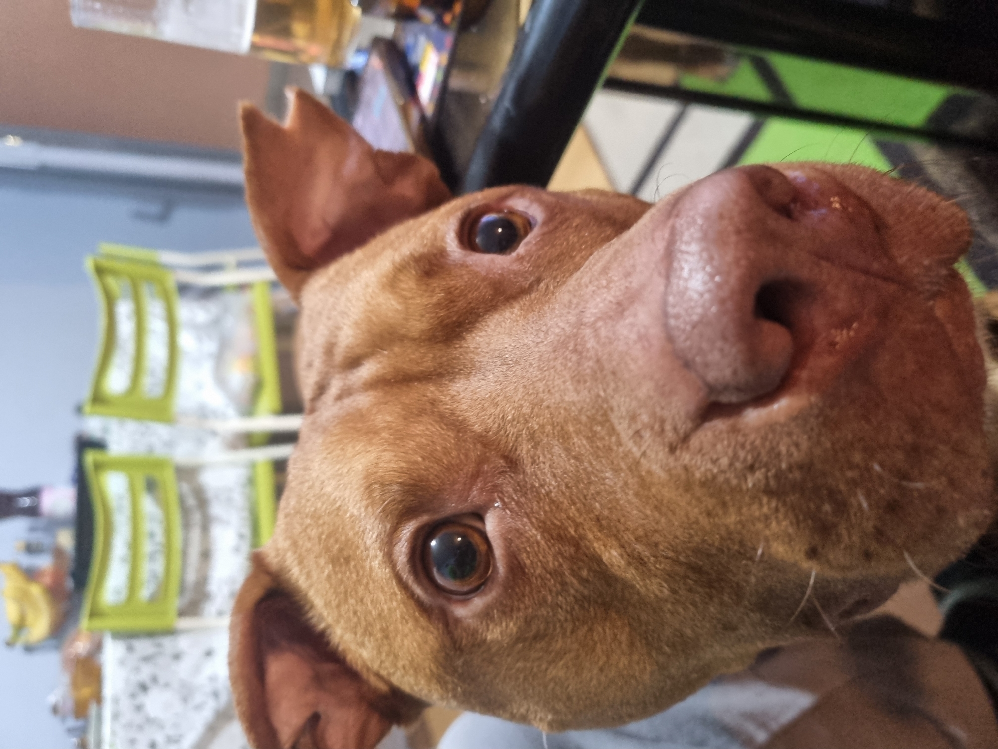 A close-up, tilted perspective photograph shows a brown dog, likely a pit bull or similar breed. The dog's face dominates the frame, with its wet, pink nose prominently in the foreground. The dog's eyes are dark and focused, looking directly at the camera. The ears are small and cropped. The background is blurred and suggests an interior setting. There are blurred shapes resembling kitchen items, including a shelf-like structure with containers and possibly a glass with a beverage. The location and city are indeterminable from the image.