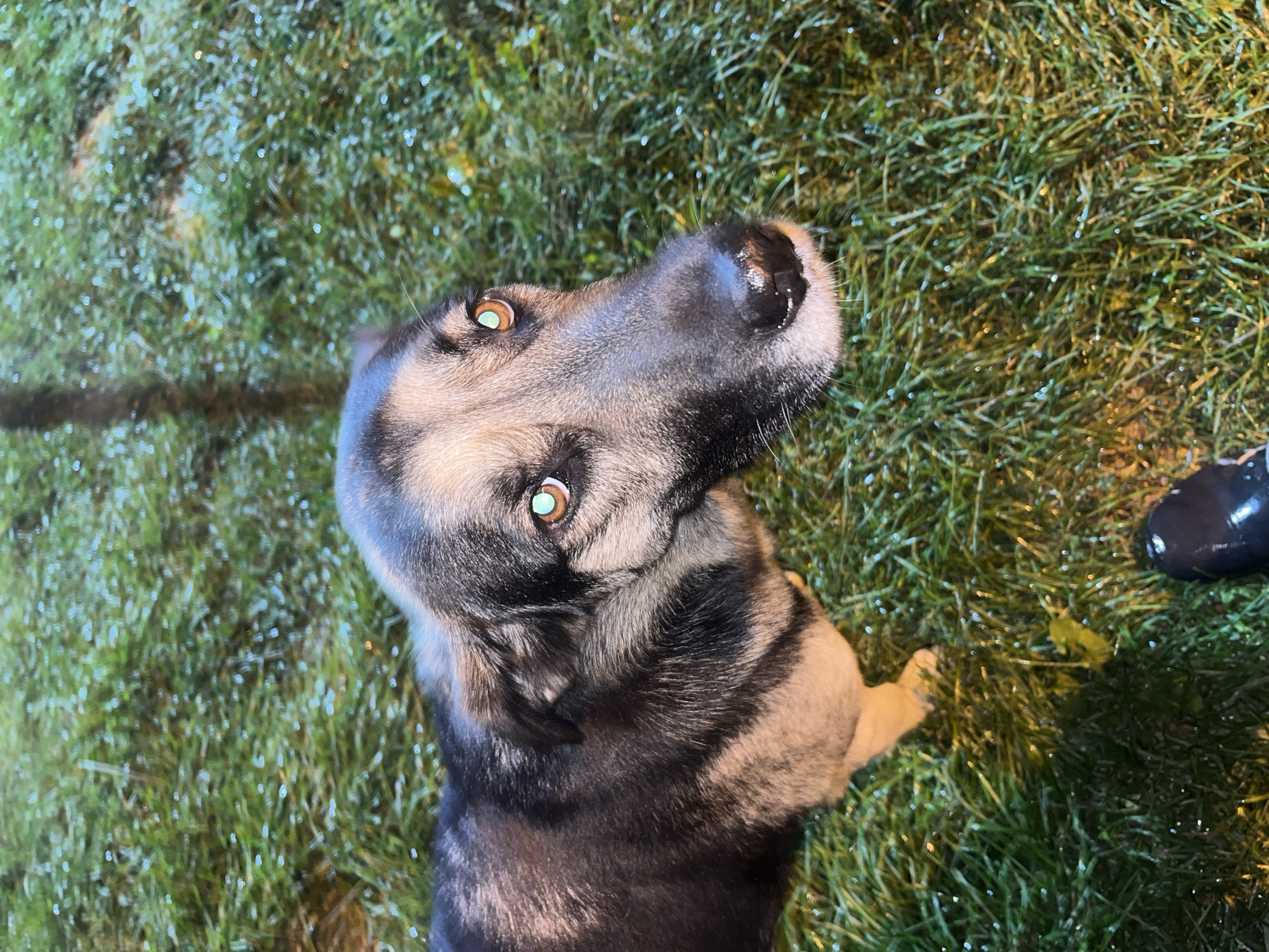 An overhead, medium shot captures a German Shepherd dog standing on damp grass, likely in an outdoor setting within Nizhny Tagil, Russia. The dog's fur is predominantly black and tan, with a lighter tan coloration on its face and chest. Its eyes are a striking amber hue, and its nose is dark. The grass appears to be wet, with small droplets of water visible, suggesting recent rain or dew. The lighting is dim, creating a slightly eerie atmosphere, and a blurry black shoe is visible in the bottom foreground, indicating the presence of a person, possibly the photographer. The overall scene is naturalistic and candid.