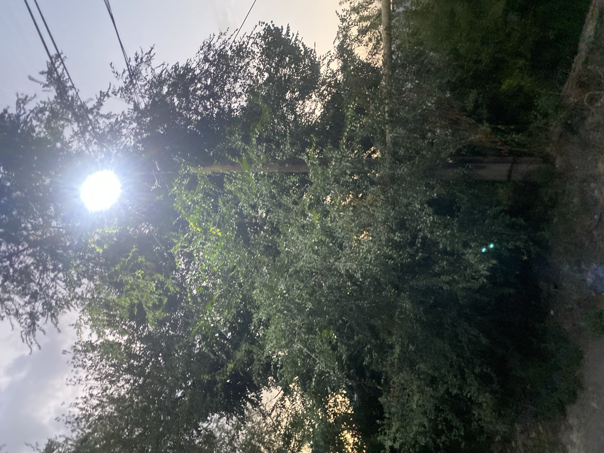The image depicts a street light shining brightly through the dense foliage of a tree in Boraldai, Kazakhstan. The tree is positioned on the right side of the frame, with its branches extending upwards and across the scene, partially obscuring the sky. Two thin wires are visible above the tree, suggesting the presence of utility lines. The sky transitions from a bright, hazy light in the upper right to a slightly darker, cloudy condition in the upper left. The overall impression is of an outdoor, possibly urban or suburban, environment in Boraldai, Kazakhstan, characterized by abundant greenery and the presence of artificial lighting.