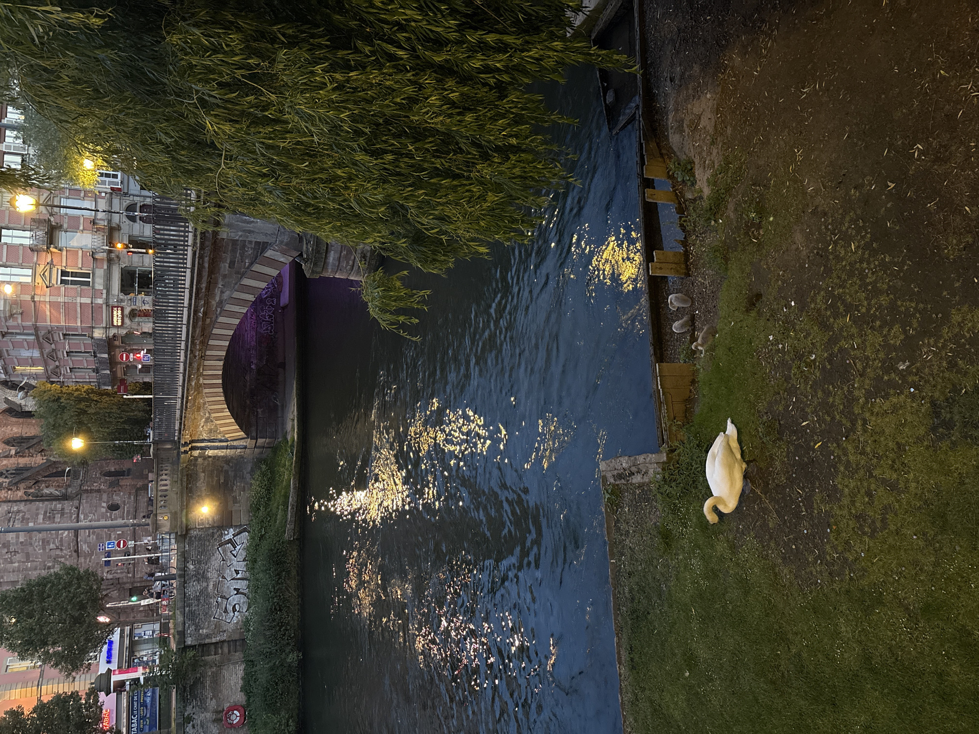 The image depicts a canal scene in Strasbourg, France, at night. A swan is standing on the grass near the canal's edge. Reflections of lights are visible on the water's surface. A stone bridge with a purple glow underneath arches over the canal. Buildings are visible along the bank in the distance. A willow tree extends over the canal. There are several ducklings in the water by the steps.