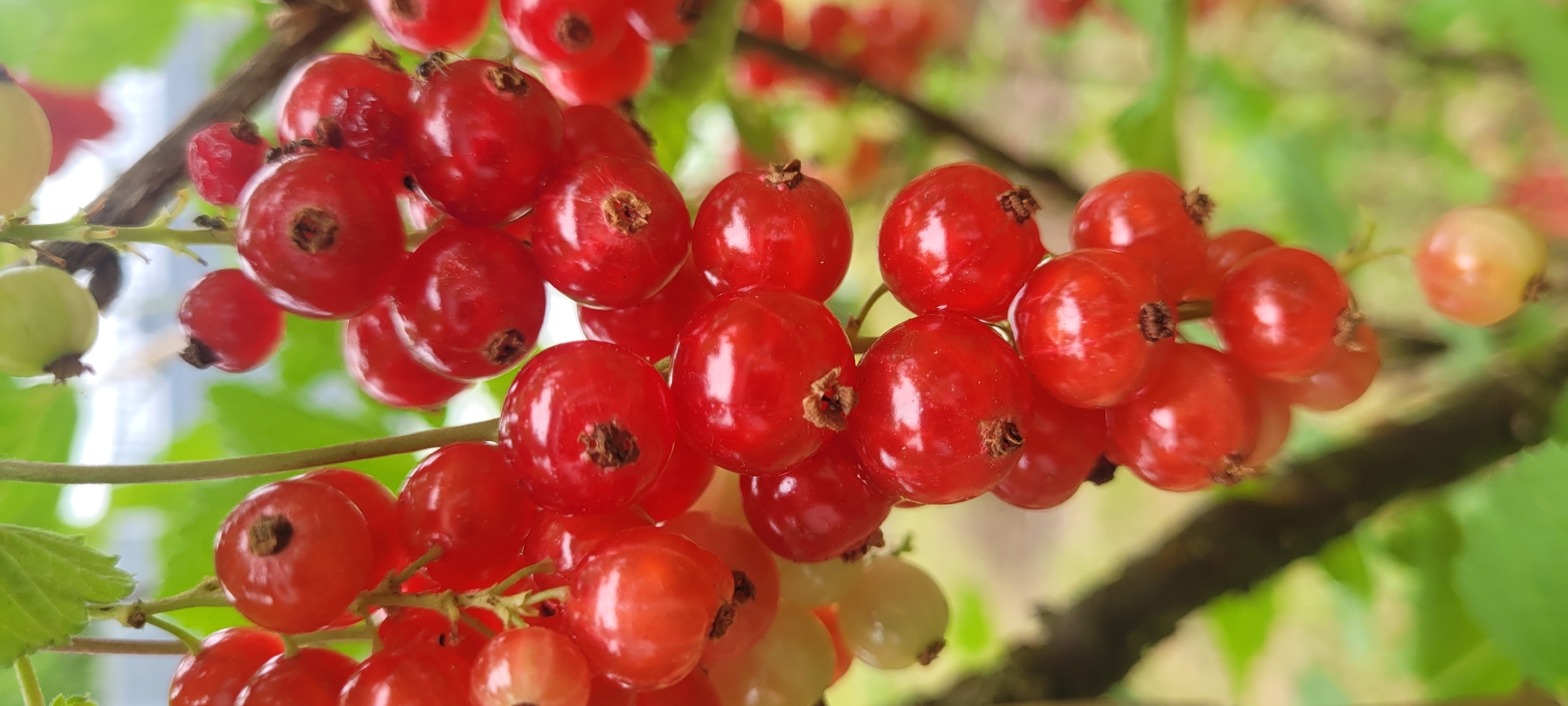 The image shows a close-up view of redcurrants on a bush. The berries are ripe and plump, with a glossy red skin. They are clustered together on thin stems, with some green leaves visible in the background. The lighting is soft and natural, and the focus is sharp on the berries, creating a shallow depth of field. The overall impression is one of freshness and abundance. This image was taken in the city of Dietzenbach, Germany.