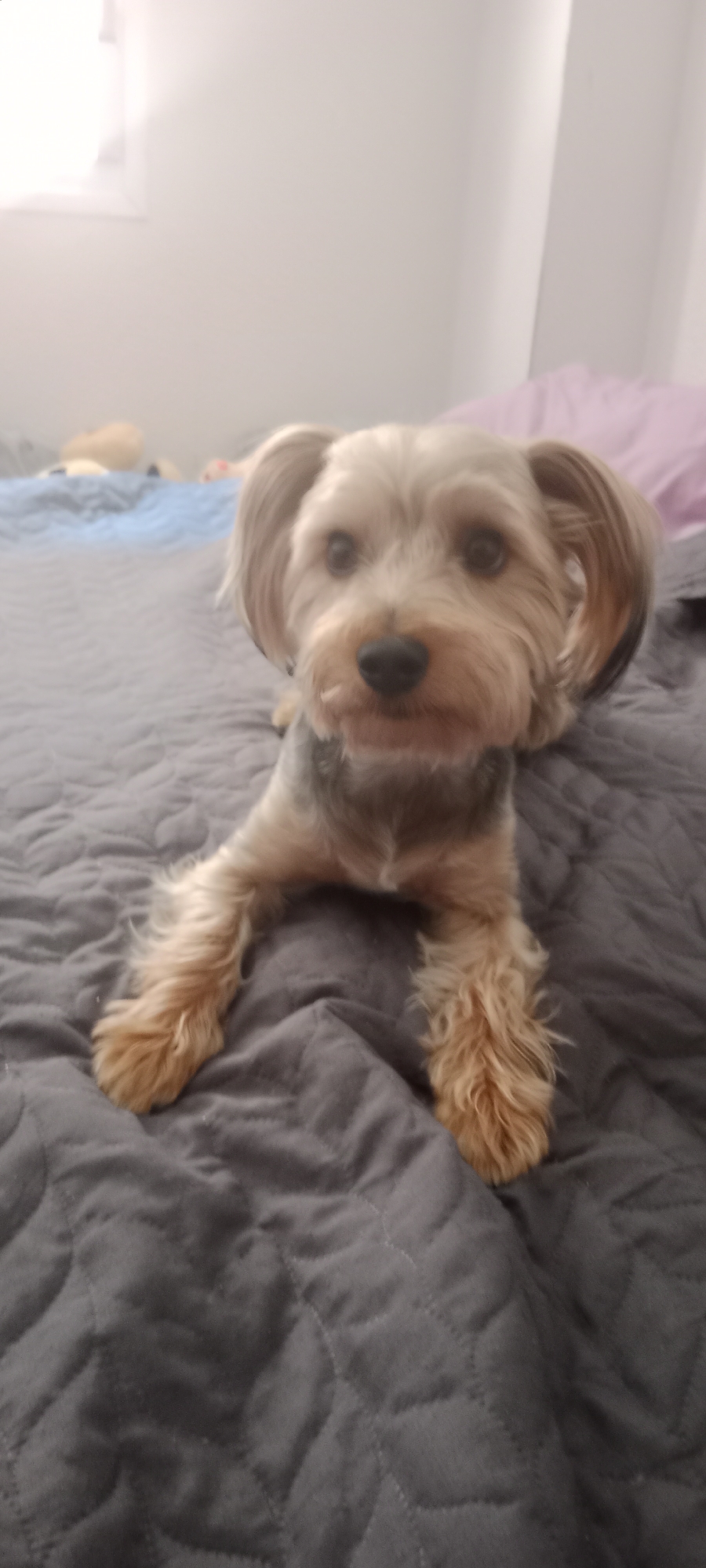 The image shows a Yorkshire Terrier dog lying on a gray quilted comforter in a bedroom. The dog is facing the camera, with its head slightly tilted. The background is blurred but appears to be a wall with a window and some pillows. The image was taken in a residential setting in the city of Galapagar, Spain.
