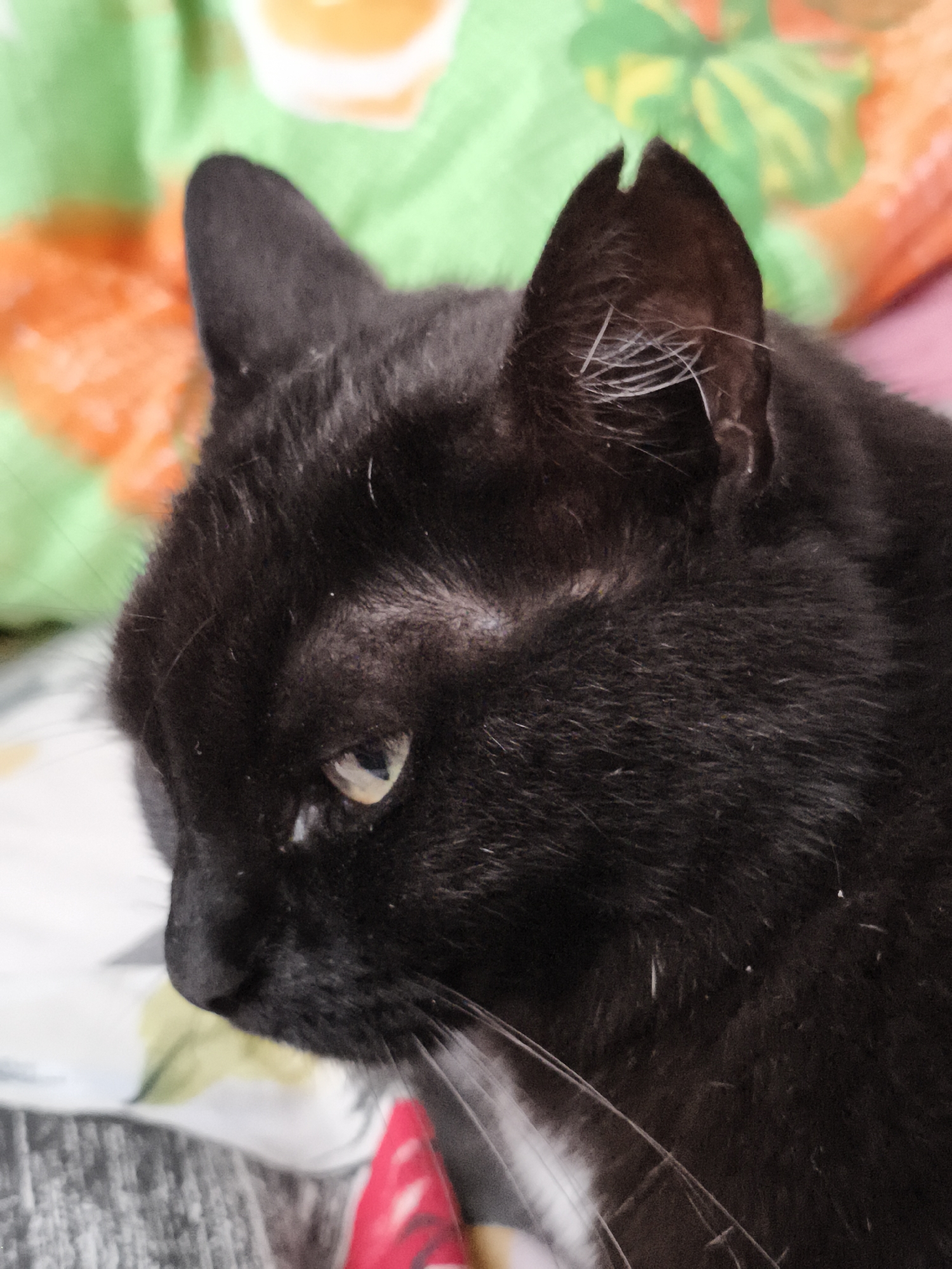 A close-up, side profile of a black cat's face and upper body is shown. The cat is looking to its left, with its right eye partially visible and its left eye entirely obscured. The cat has a small, light-colored marking on its snout. The background is out of focus and appears to be a colorful, patterned blanket or bedding. The lighting suggests an indoor setting. There are no people or other animals visible in the image. The location is not specified, and the image does not provide any clues as to its geographical placement within a city.