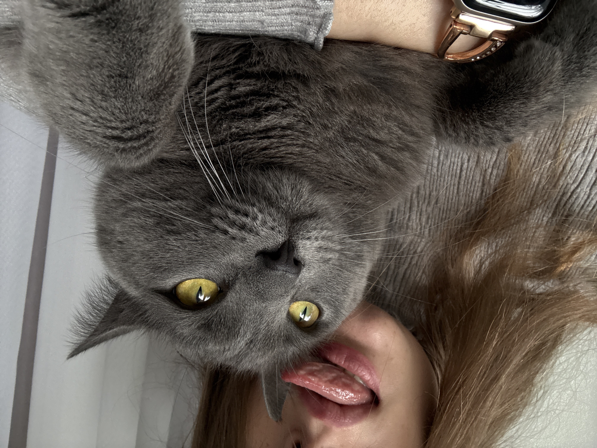 The image is an upside-down selfie featuring a woman and a grey cat. The woman is fair-skinned, with light brown hair and her tongue sticking out. The cat, positioned above her face, has yellow eyes and grey fur. The woman wears a grey sweater, and a watch is visible on her wrist. The background is out of focus and appears to be a light-colored wall. The location is not determinable from the image.
