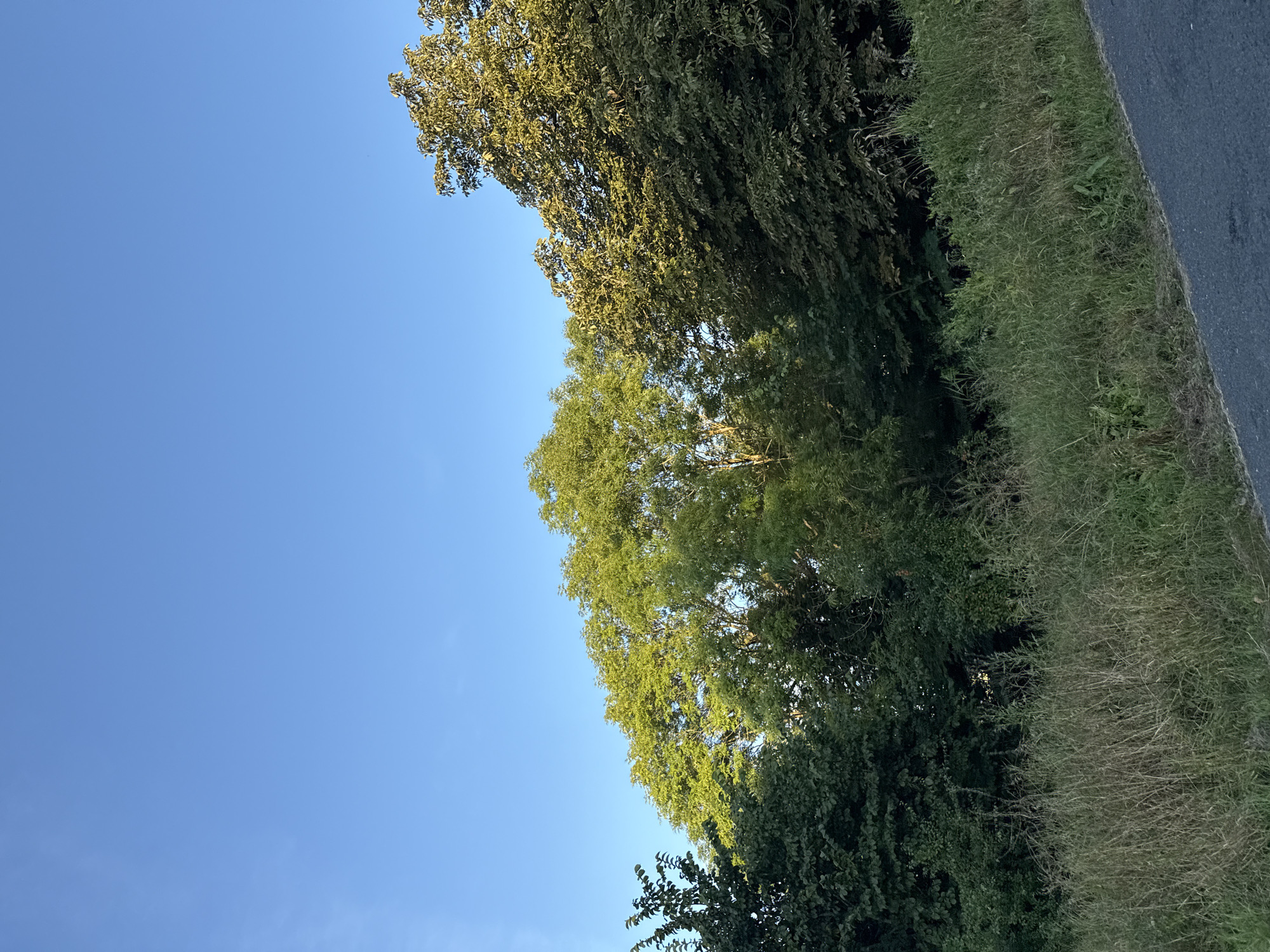 The image depicts a natural scene with a clear blue sky dominating the upper portion. Below the sky, a dense line of trees with lush green foliage stretches across the middle ground. The trees vary in shade and texture, suggesting a mix of species. In the foreground, tall, dry grasses and other low-lying vegetation create a textured border. To the right, a portion of a dark asphalt road is visible, angled from the bottom right corner towards the center. The lighting suggests it is late afternoon or early evening, with the sun casting a warm glow on some of the tree leaves. The image does not contain any people or structures, indicating it was likely taken in an undeveloped or semi-natural area. Without specific landmarks or contextual information, it is impossible to determine if this scene is located within the city of Tallinn, Estonia.