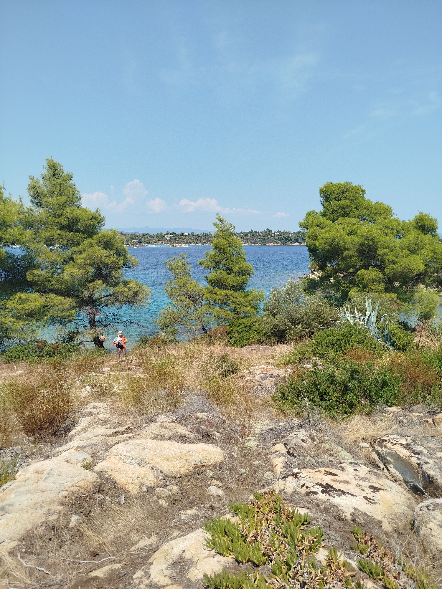 The image depicts a scenic coastal view in Sithonia Municipal Unit, Greece. In the foreground, dry, rocky terrain with sparse vegetation, including grasses and succulents, dominates the scene. A path winds through the rocks, leading towards the middle ground where two individuals are visible. One person, wearing a red life vest and dark shorts, stands facing away from the camera, looking towards the water. Another person, partially obscured by a tree and wearing a dark shirt and shorts, is also present.
The middle ground is characterized by lush green pine trees, some with expansive branches, interspersed with smaller bushes and olive trees. Beyond the trees, a clear, turquoise sea stretches out, meeting a distant, hilly coastline dotted with buildings. The sky is a clear, bright blue with a few wispy clouds. The overall impression is of a sunny day in a Mediterranean coastal area, likely a hiking trail overlooking the Aegean Sea.