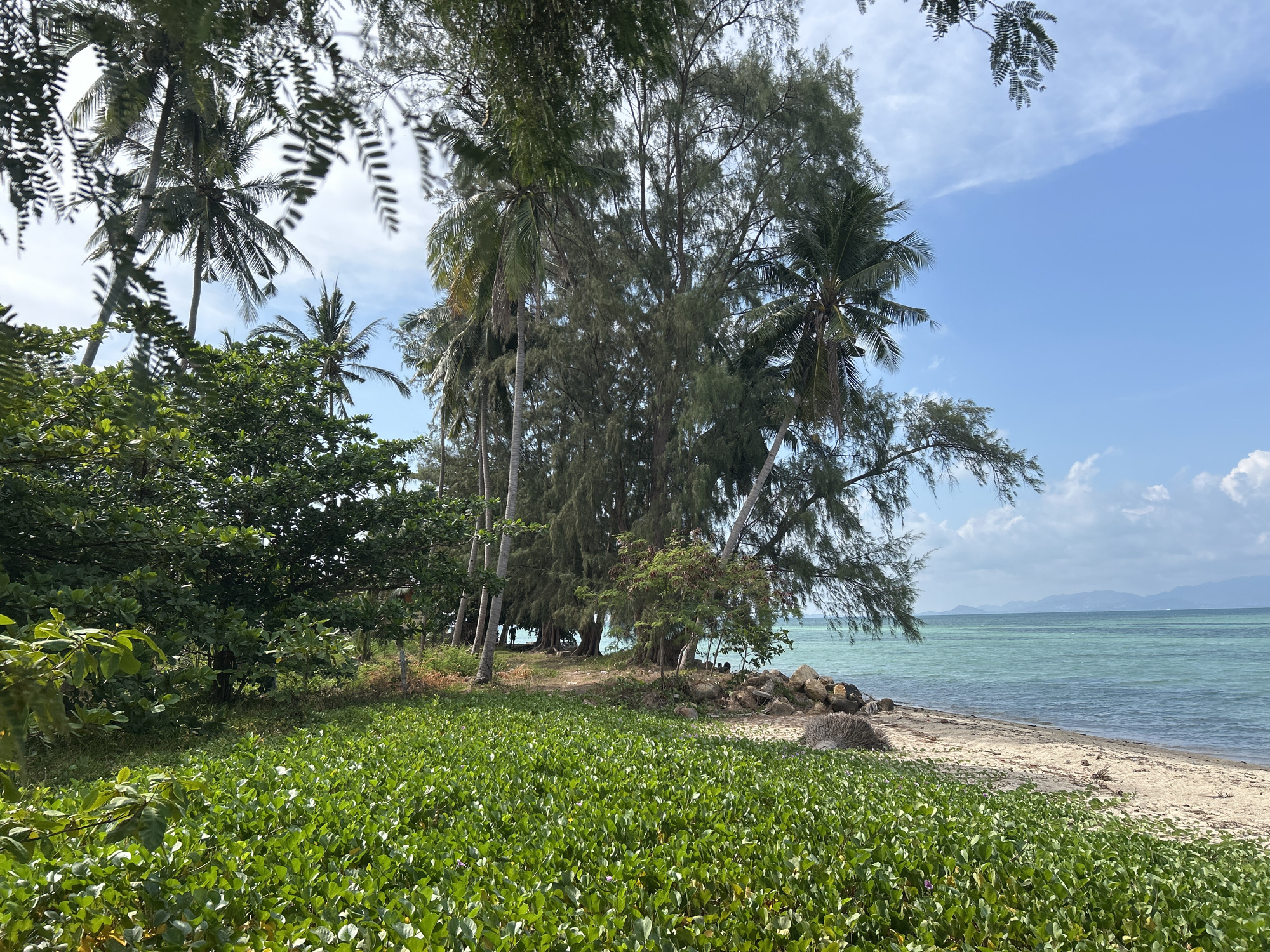 The image shows a coastal scene in Thong Sala, Thailand. In the foreground, there is a dense patch of green ground cover. A line of trees, including palms, stands between the ground cover and the beach. A sandy beach meets calm, clear turquoise water under a partially cloudy blue sky. Several rocks are visible along the shoreline. A distant landmass is faintly visible on the horizon.