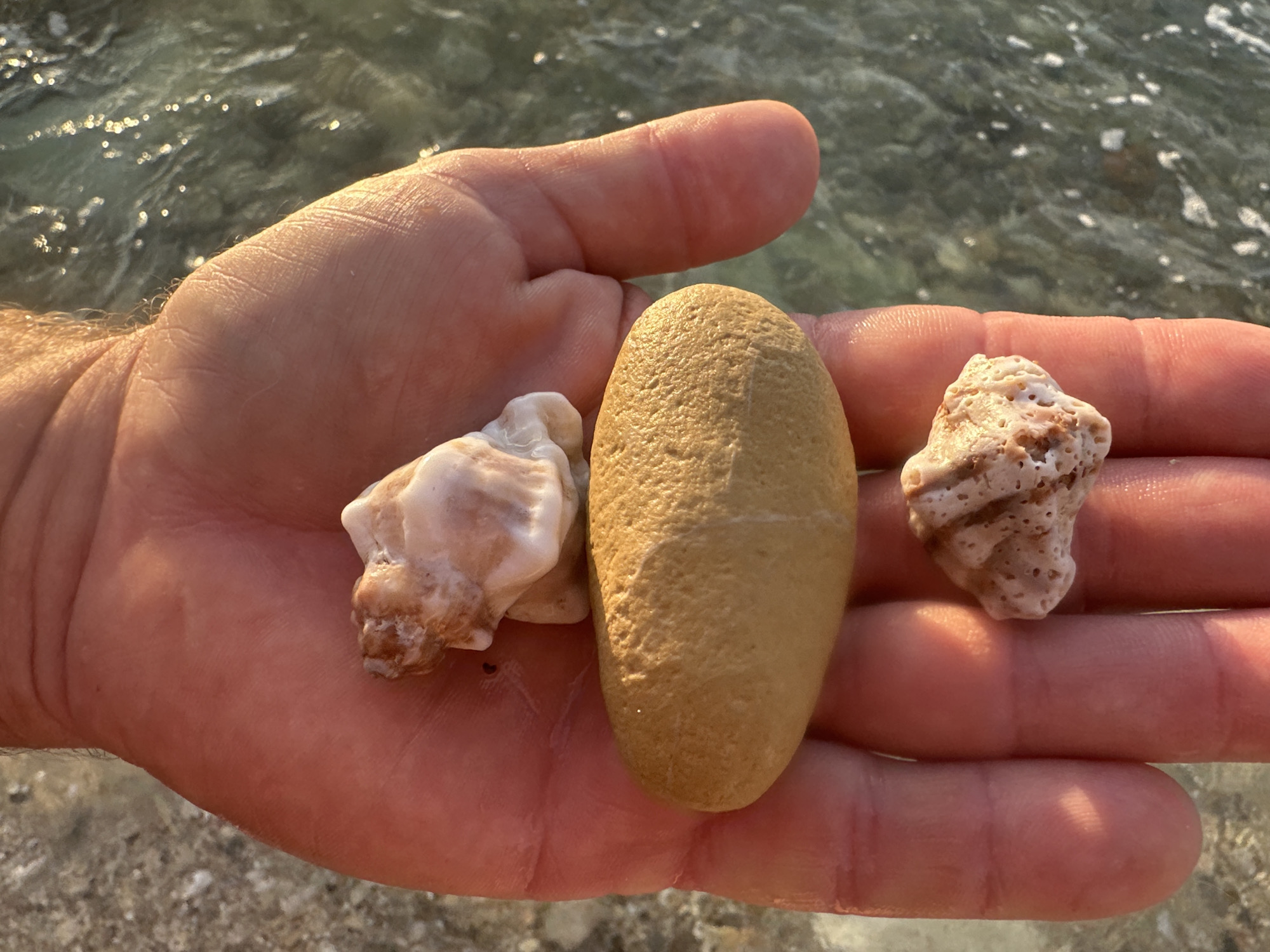 A person's left hand, with visible fingerprints and creases, holds three found objects against a background of slightly blurred, rippling green water. The objects are arranged vertically in the palm. The uppermost object is a small, white and brown seashell fragment with visible ridges. Below this is a smooth, oval-shaped, tan-colored pebble. The bottommost object is another small, white and brown seashell fragment, appearing porous and irregular in shape. The image is illuminated by sunlight, creating highlights on the skin and the objects, and reflecting off the water. The overall scene suggests a coastal environment, possibly a beach in Haifa, Israel, where such natural items might be collected.