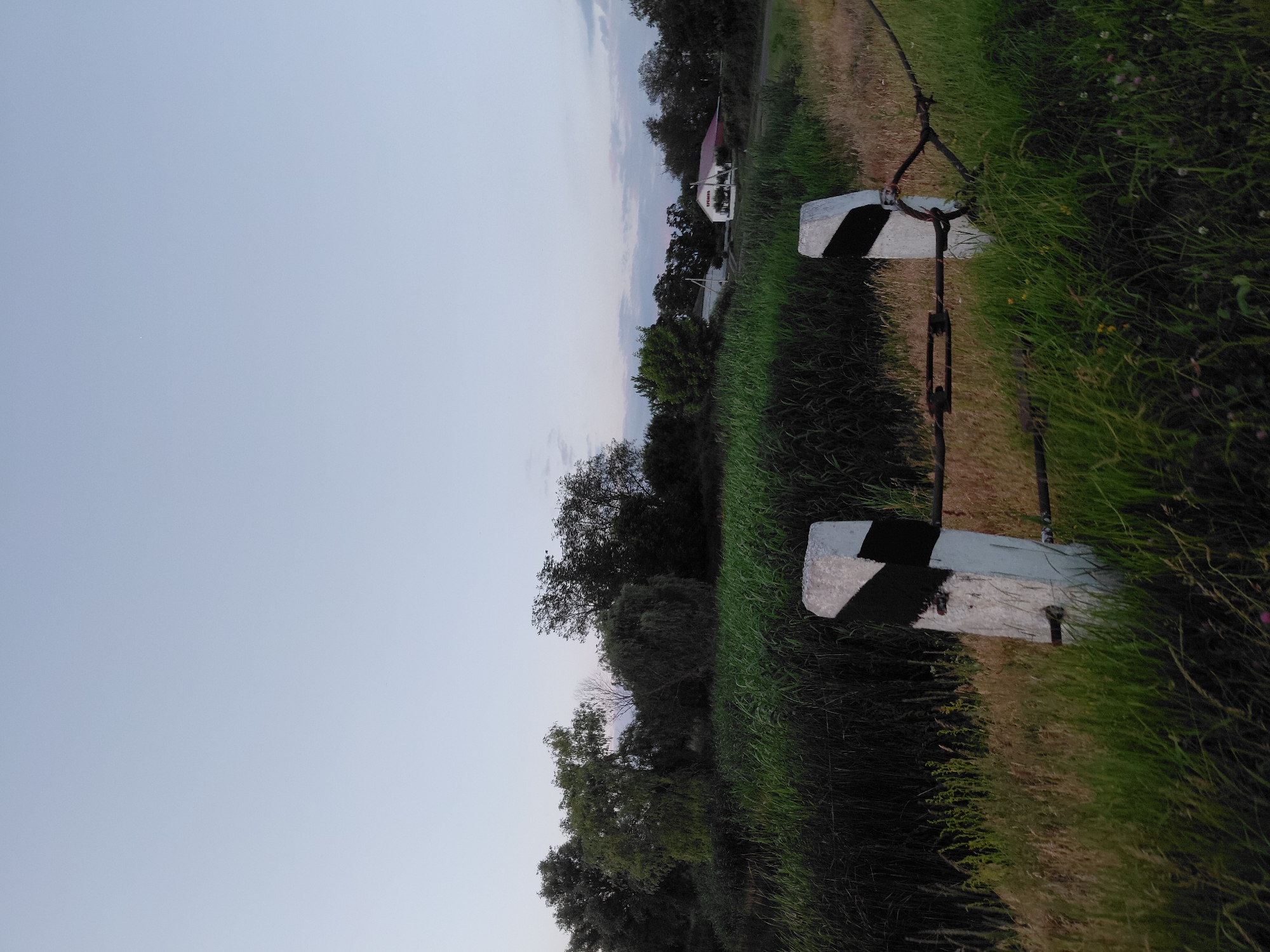 The image depicts a roadside scene in the village of Ustyvytsia, Ukraine, during what appears to be twilight. In the foreground, two white concrete posts with black reflective markings stand at the edge of a grassy area, suggesting they are part of a road barrier or marker. A metal cable with a turnbuckle connects these posts. Behind the posts, dense green reeds and tall grass dominate the midground, bordering a wooded area with various trees. In the distance, a white building with a red roof, identified by lettering as "SPESICA", is visible, situated amongst the trees. The sky is a pale blue, transitioning to a lighter hue towards the horizon, with hints of clouds. The overall environment suggests a rural setting by a road, possibly near a body of water due to the reeds. No people are present in the image.