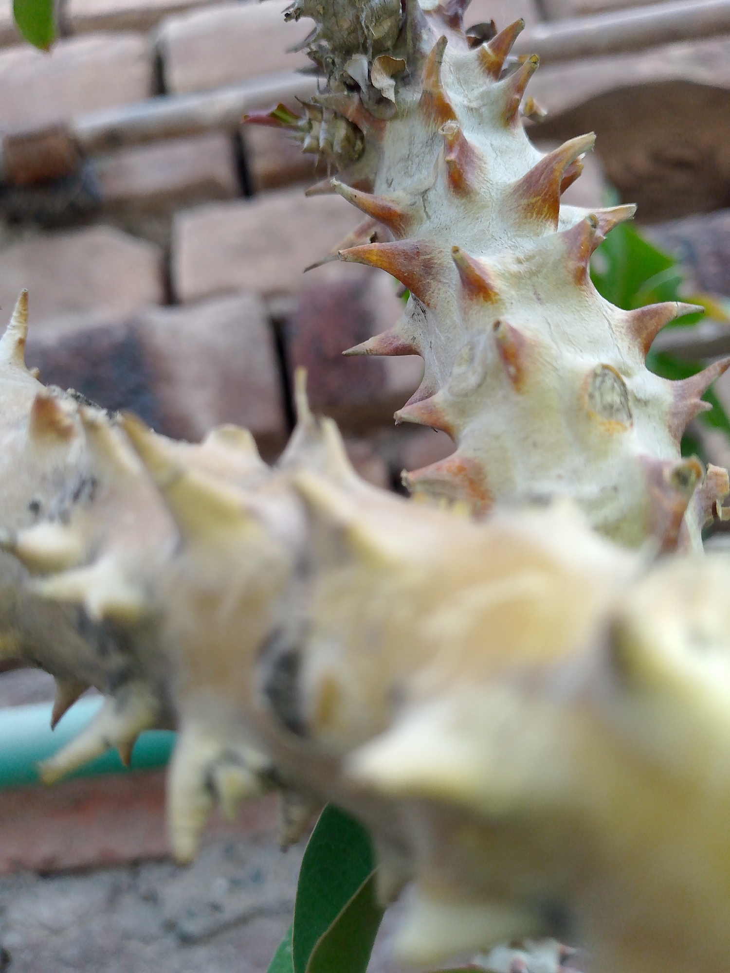 The image is a close-up, macro shot of a thorny plant stem. The stem is pale and covered in sharp, pointed thorns that vary in size and color, with some having reddish-brown tips. The background is out of focus, showing a brick wall. A portion of a green leaf is visible in the lower right corner, and a blurred green pipe runs horizontally across the lower left of the frame. The lighting is natural, casting subtle shadows on the textured surface of the stem and thorns. The focus is sharpest on the thorns in the middle ground, with the foreground and background softly blurred.