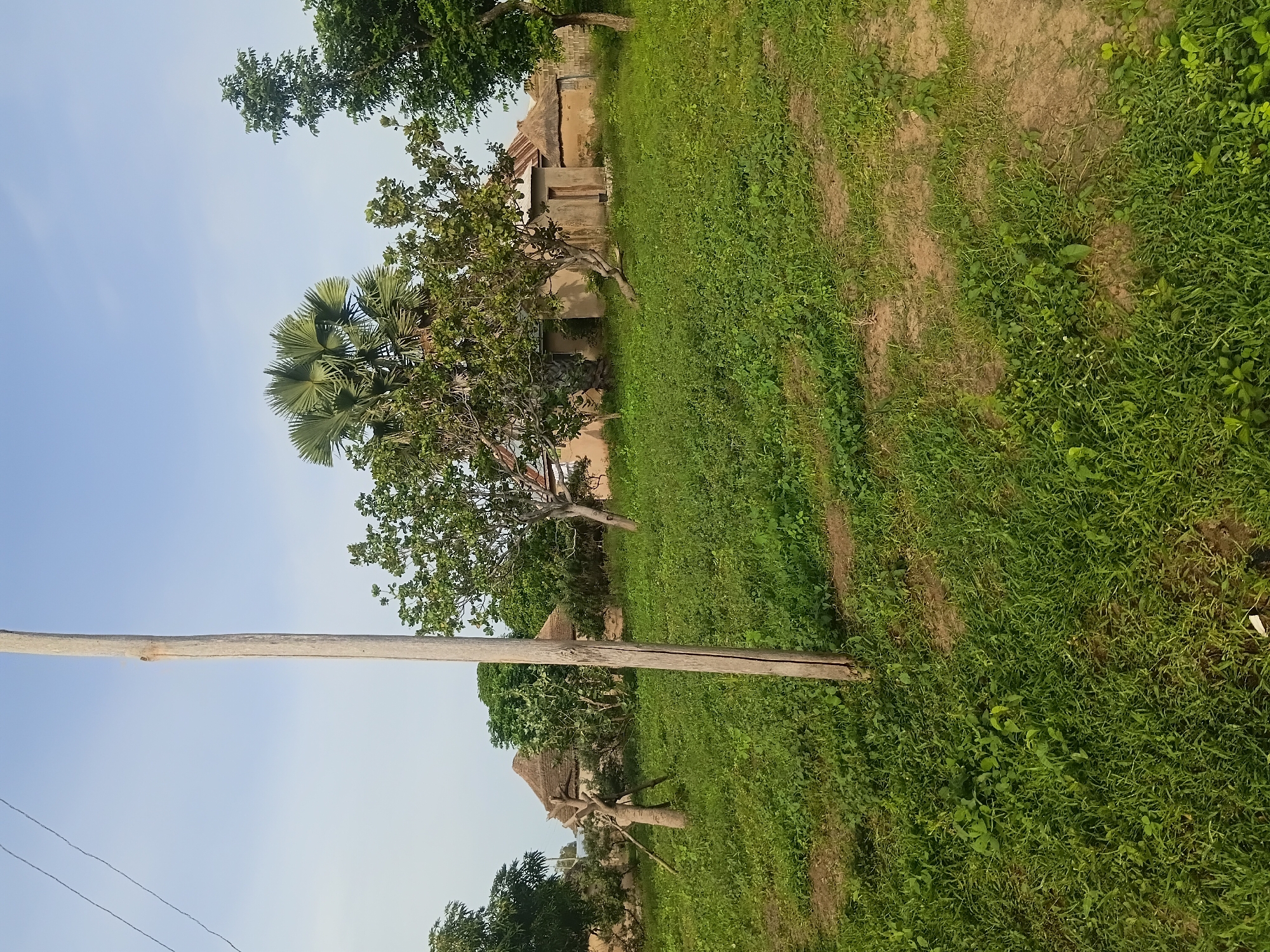 This is a medium shot, eye-level, outdoor, daytime photograph taken in Jalingo, Nigeria. The scene depicts a rural homestead with traditional architecture, including thatched-roof huts. A prominent wooden pole stands in the foreground, to the left of center. Lush green grass covers the ground, with some bare earth patches visible. Several trees of varying sizes, including a distinctive fan palm, are scattered throughout the image, with some offering shade to the structures. The buildings appear to be constructed with mud or earth-toned materials, with wooden doors and windows. The sky is clear and blue, suggesting a sunny day. No people are visible in the frame.