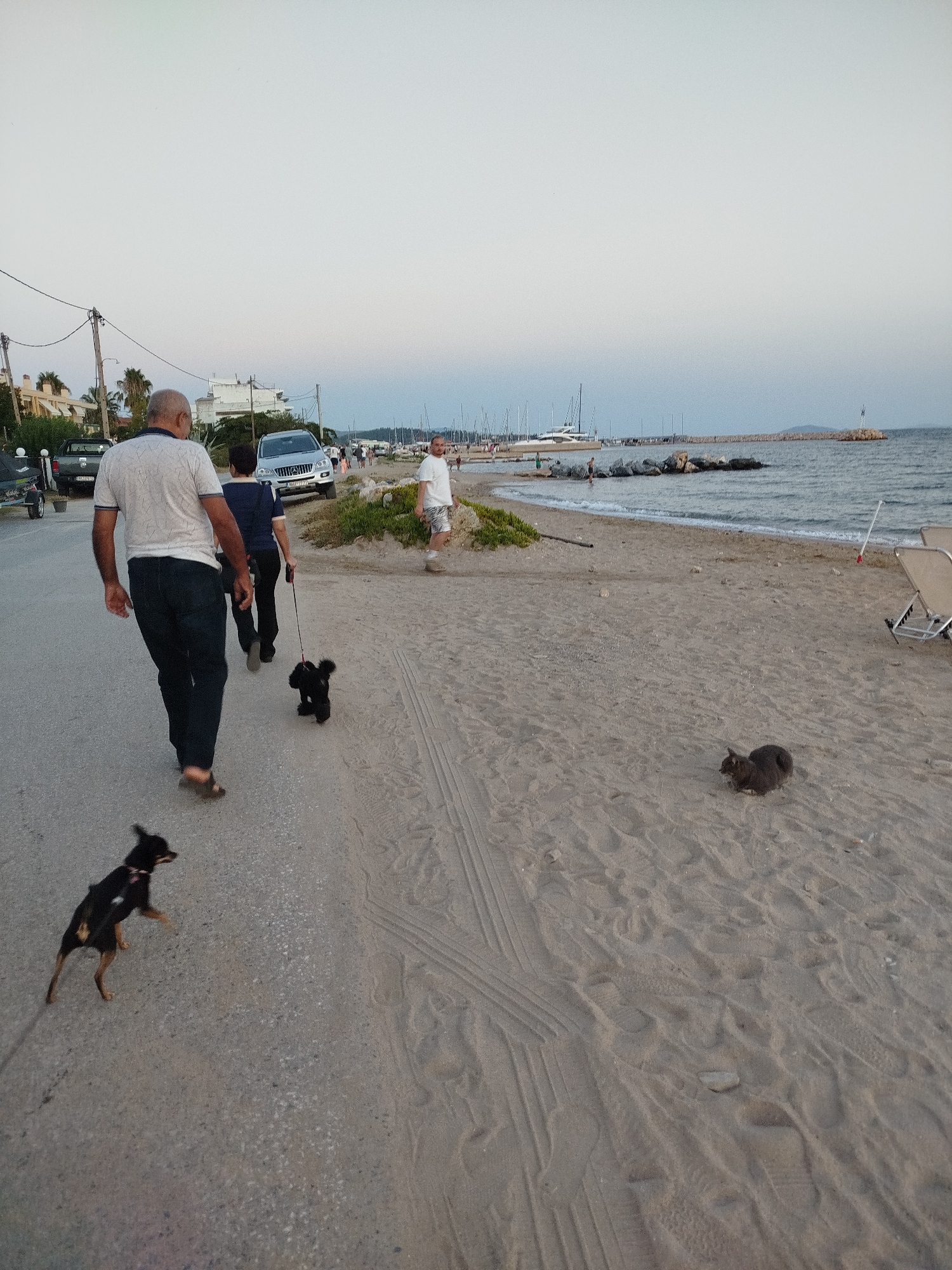 The image depicts a scene near a beach in the Sithonia Municipal Unit, Greece. In the foreground, a man wearing a white patterned shirt and dark pants walks away from the camera, holding a leash attached to a small black dog. Behind him, another person in a dark blue top and black pants also walks away, holding a leash attached to a black poodle. Further up the paved path, a silver SUV is parked. To the right of the path, a sandy beach stretches towards the sea, where several boats are moored in the distance. A gray cat is visible on the sand in the mid-ground. Another man in a white t-shirt and patterned shorts stands further down the beach, looking towards the sea. The sky is overcast, suggesting it might be late afternoon or early evening.