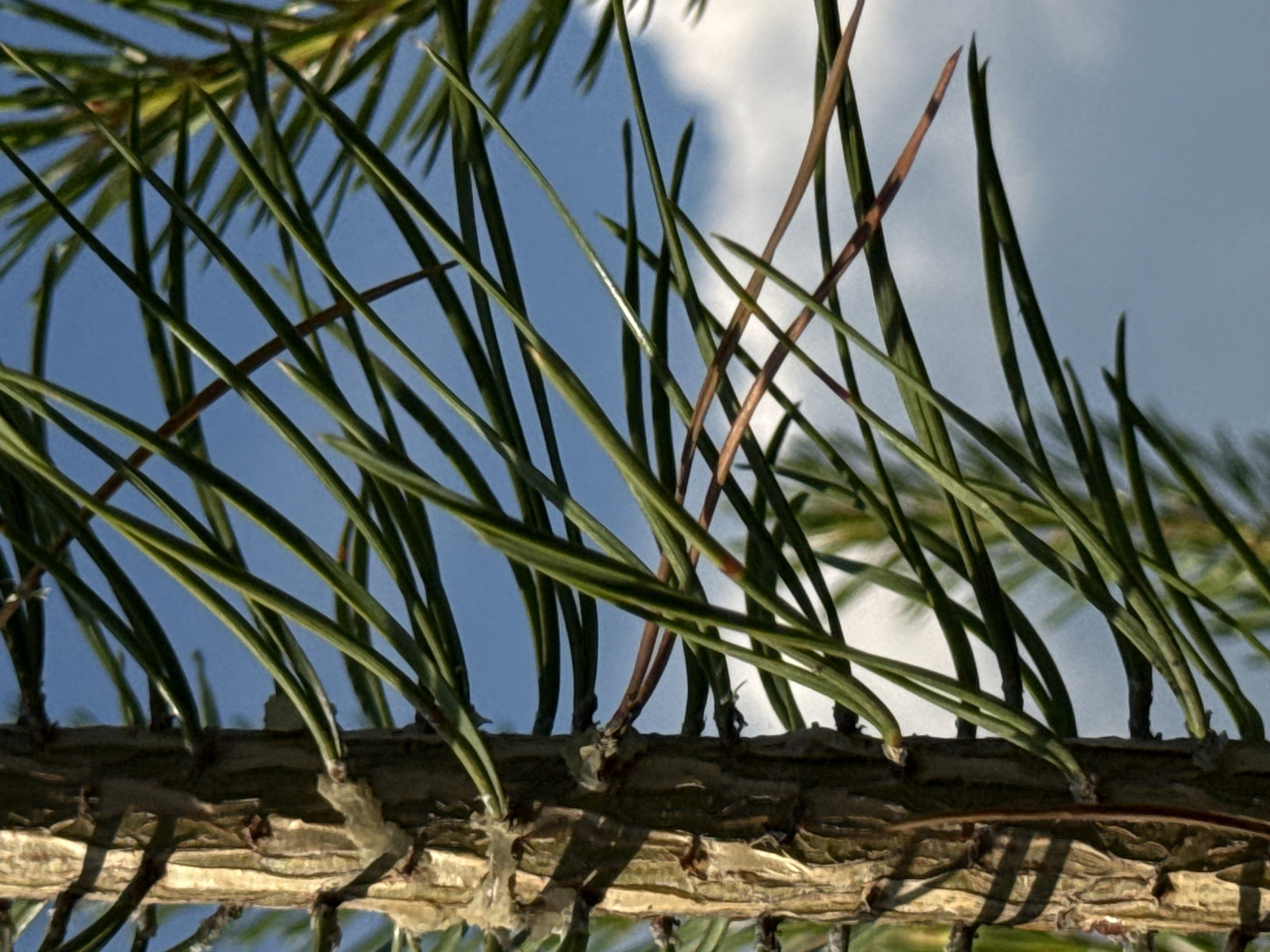 The image is a close-up, outdoor shot of a pine tree trunk with green needles extending towards a blue sky with some clouds. The trunk is textured and light brown, with some translucent resin visible. The needles are thin and pointed, some are a vibrant green, while others are tinged with brown, suggesting they may be older or drying. The background is a bright, clear sky, with a few wispy white clouds present. The lighting appears to be natural sunlight, creating shadows on the trunk and highlighting the needles. The image does not show any specific landmarks or details that would indicate a location within the city of Докша, Russia.