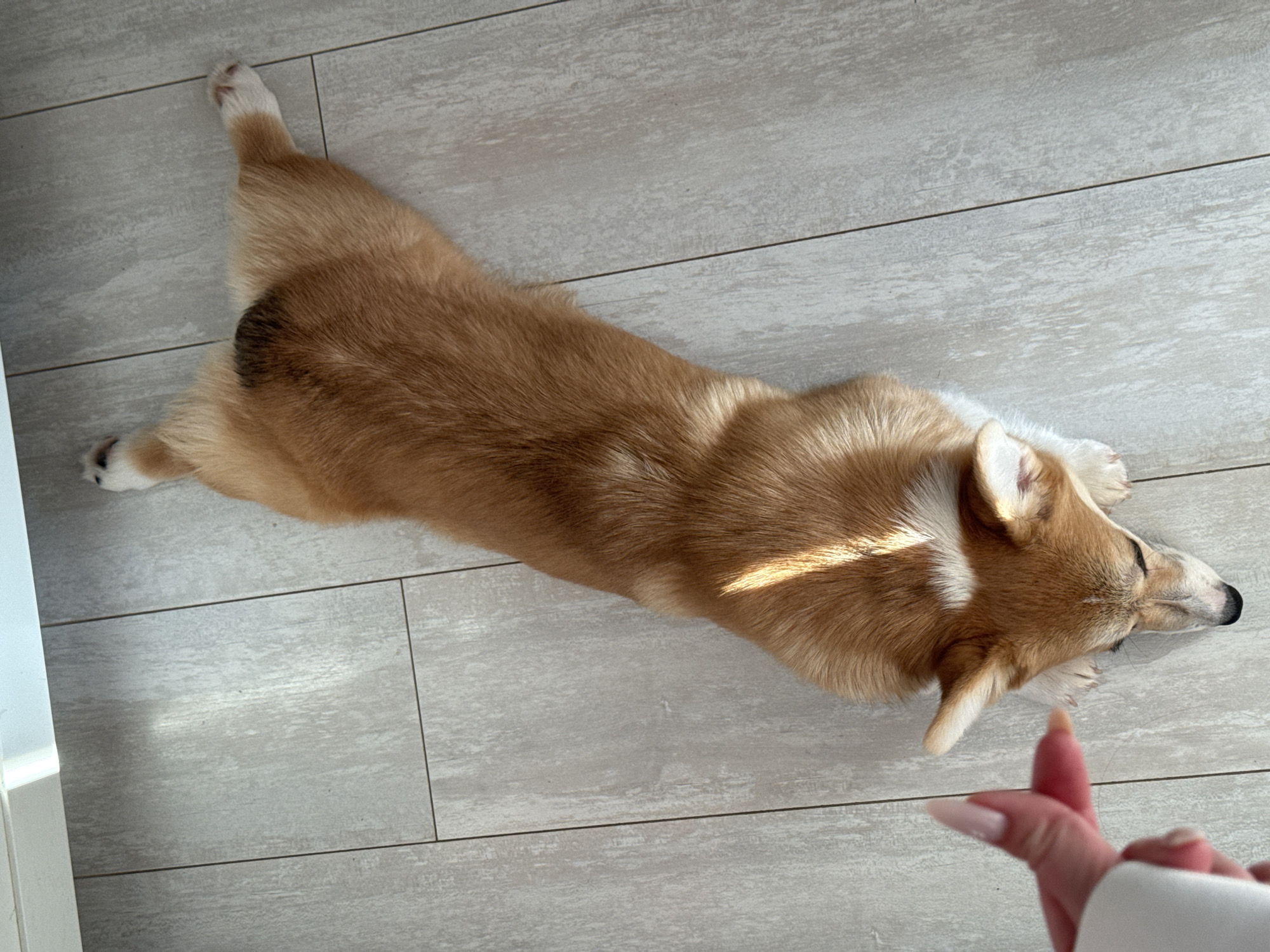 An overhead view captures an indoor scene featuring a tri-color Pembroke Welsh Corgi dog lying prone on a light-toned, wood-grain textured tile floor. The dog is in a "sploot" position, with its front paws tucked under its head, which is facing downwards, and its hind legs splayed backward. The dog exhibits fawn, white, and dark brown markings, with a distinct dark brown patch on its lower back. Direct sunlight illuminates parts of the dog's fur and the floor tiles. In the lower-left corner, a human hand with long, light-colored manicured fingernails is visible, extending a finger towards the dog's head. The hand appears to be holding a portion of a white object, possibly a mug. The specific location within Chaikovsky, Russia, is not discernible from the image content.