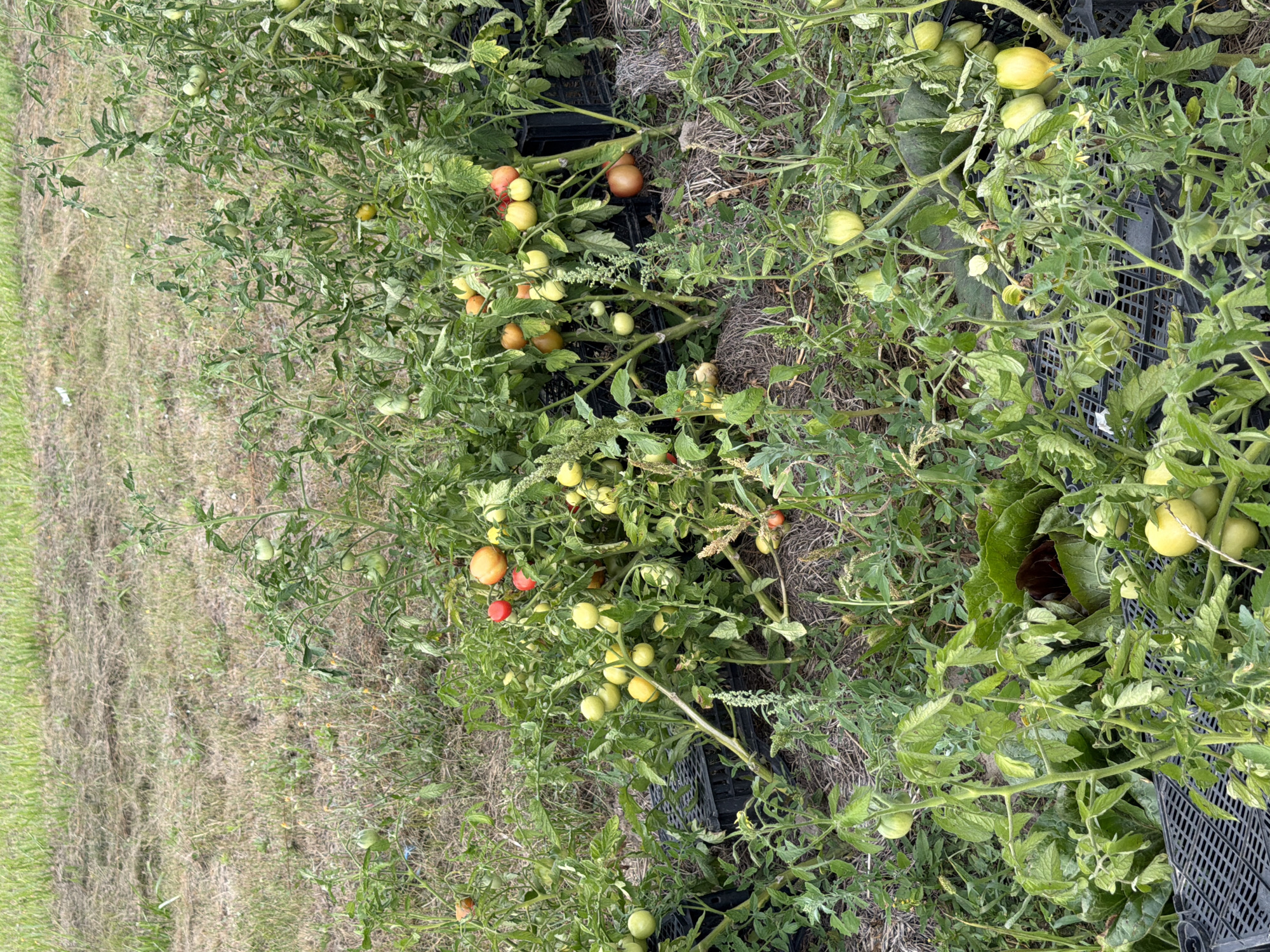 The image depicts an outdoor scene in Mali Kosharyshcha, Ukraine, featuring a patch of tomato plants growing in the ground. The plants are laden with numerous tomatoes in various stages of ripeness, ranging from green to yellow and red. Several black plastic crates are visible amongst the plants, possibly used for harvesting or support. The background consists of dry, mown grass and some scattered weeds, suggesting an agricultural or garden setting. There are no people or animals visible in the frame. The lighting suggests it is daytime, with the sun casting soft shadows.