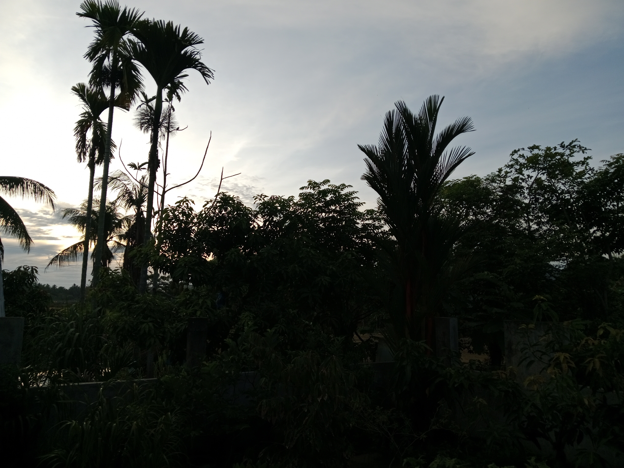 The image depicts a twilight scene with a dense arrangement of trees and foliage silhouetted against a pale sky. The trees exhibit varying shapes and sizes, with palm trees prominent on the left side of the frame. The sky appears overcast, with lighter areas suggesting the presence of the setting sun. The foreground is obscured by vegetation, creating a sense of depth. The location is Unknown, Unknown.