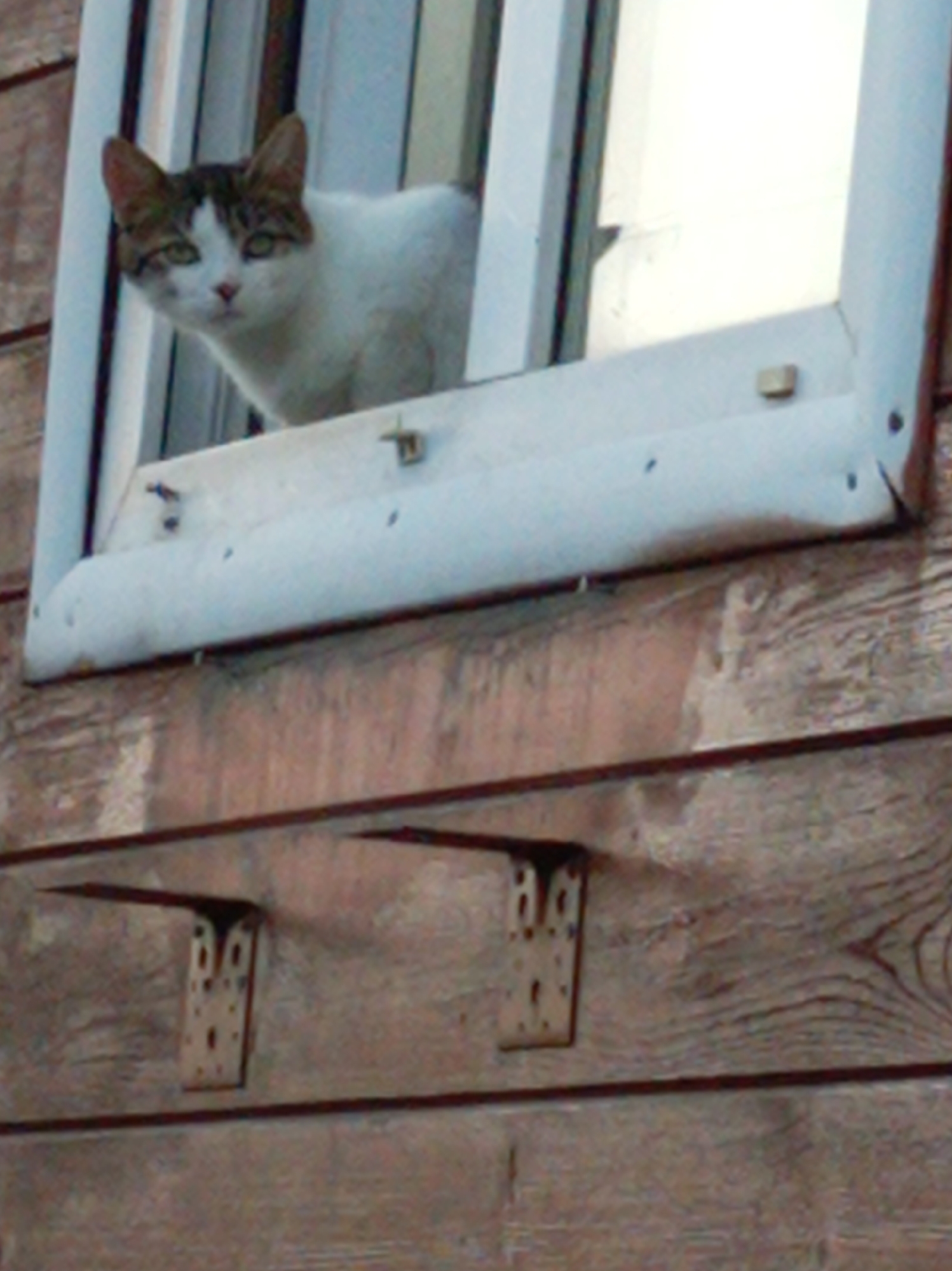 In Artyom, Russia, a white and brown cat is looking out of a window on a wooden building. The cat's face is mostly white with brown markings on its head and ears. It has green eyes and a pink nose. The window is open, and the cat is perched on the sill. The building is made of wooden planks, and there are two metal brackets attached to the wall below the window. The overall scene suggests a typical urban or suburban environment.
