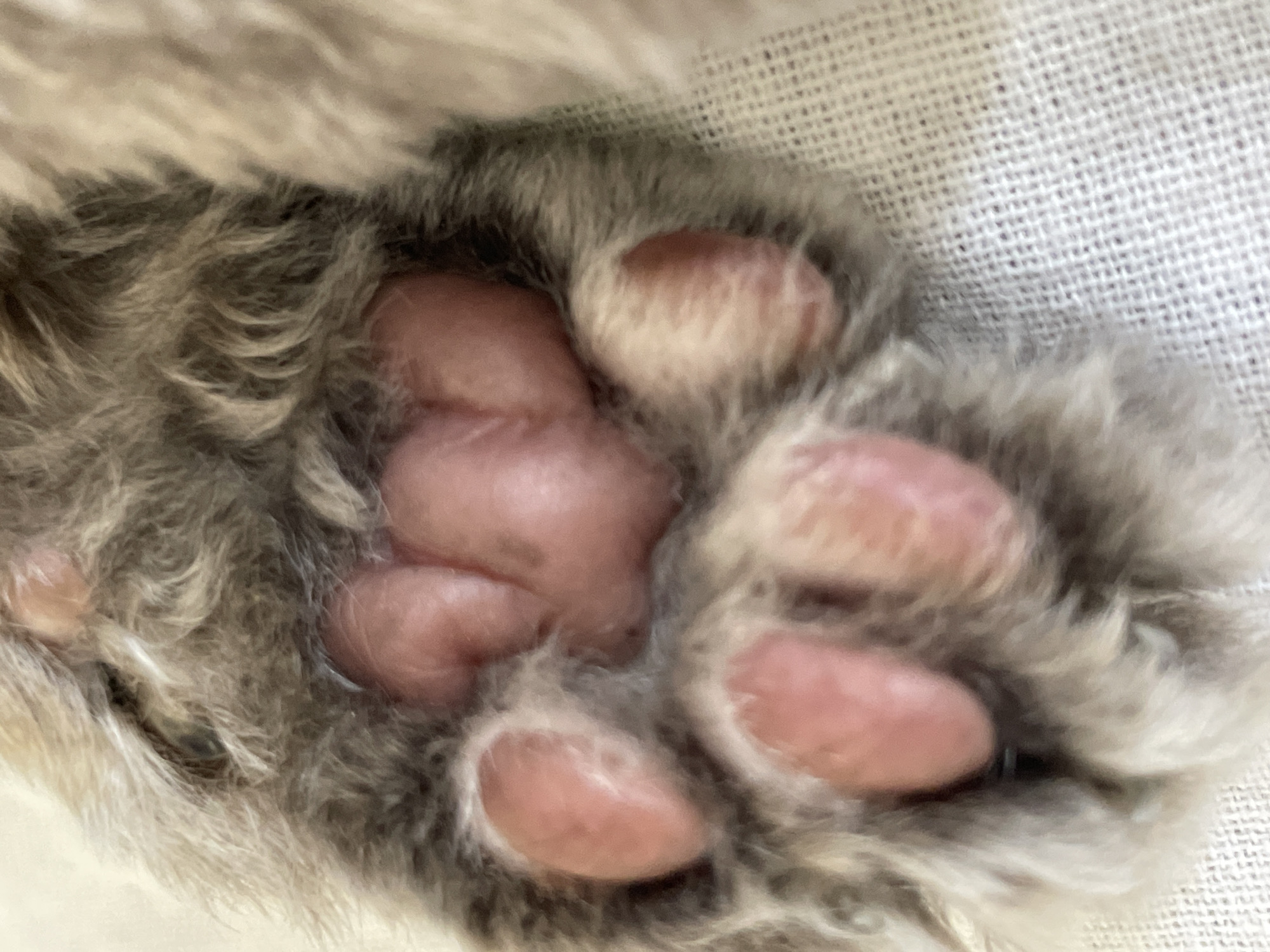 A close-up, eye-level, full shot of a cat's paw on a textured white surface, likely a cloth. The paw is mostly covered in fluffy, grey and tan fur, with visible pink toe beans underneath. The toe beans are slightly wrinkled and appear to be soft. The background is out of focus but shows the textured surface. The image quality is decent, with good lighting, but some areas are slightly blurry. The composition is focused on the details of the paw, with no other discernible objects or subjects present. There is no information available to connect this image to Trikomo, Northern Cyprus / Cyprus.