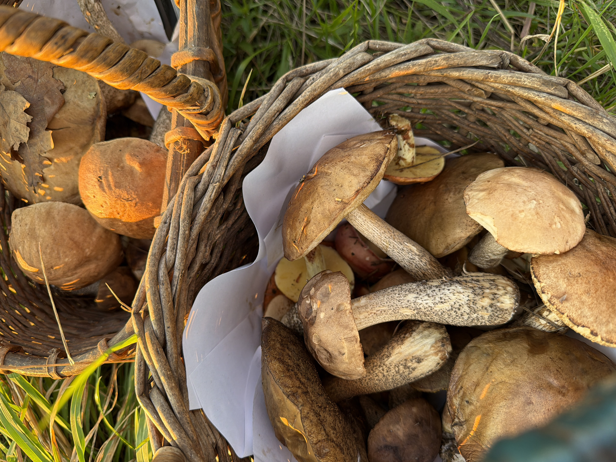A close-up, eye-level shot captures the contents of a woven basket filled with freshly foraged mushrooms. The basket, made of rough, natural branches, is overflowing with a variety of brown and tan mushrooms, some with thick, textured stems and others with rounded caps. White paper is tucked among the mushrooms, possibly to keep them clean or separated. In the background, the golden light of sunset illuminates blades of grass and more mushrooms within another basket, suggesting a bountiful harvest. The scene is set outdoors, amidst natural foliage. The image does not show any people or specific identifiable landmarks of Bol'shie Kurashki, Russia.