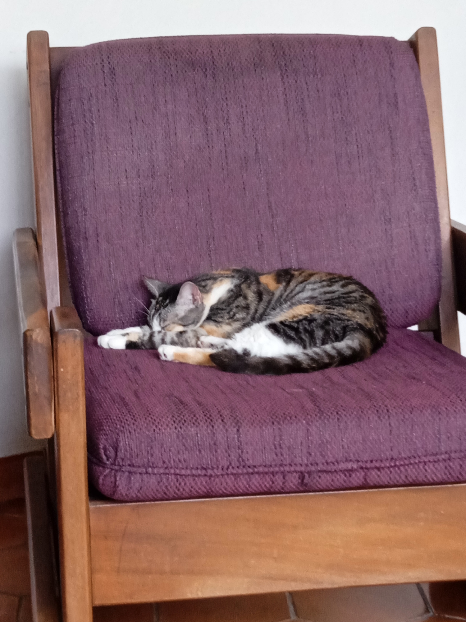 A calico cat is curled up asleep on a purple cushion of a wooden armchair. The armchair has a light brown wooden frame. The background is a plain white wall. The location in the city of Montalbán, Venezuela, is not discernible from the image.