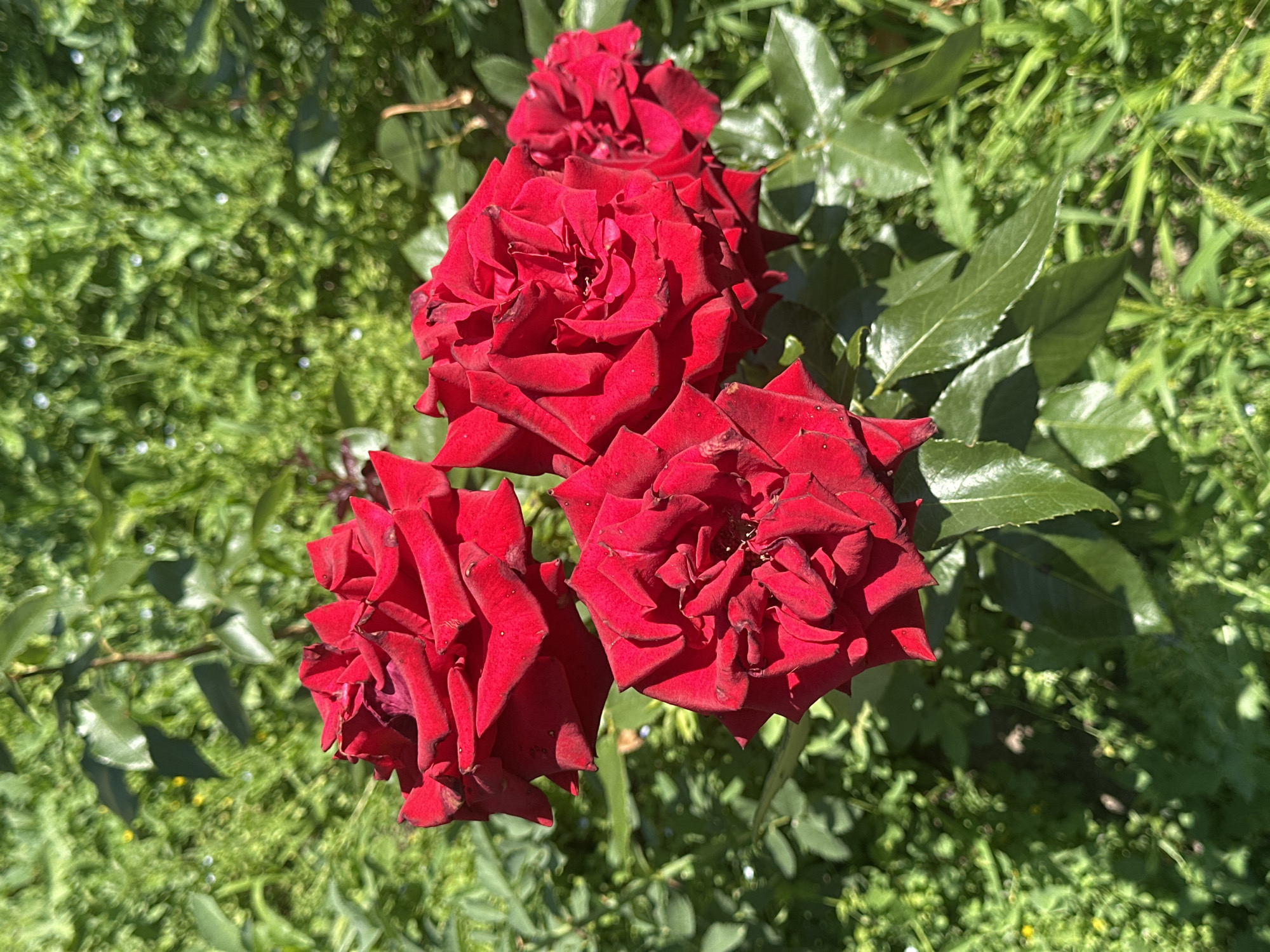 A cluster of four deep red roses with velvety petals are in focus against a blurred green background of foliage. The roses appear to be in full bloom, with intricate layers of petals. Some of the petals have slightly darker edges, suggesting they might be aging or catching the light. The background is a vibrant tapestry of green leaves and some smaller plants, with scattered points of light that could be dew drops or sunlight. There is a thin, brown stem visible behind the roses, with one or two green leaves protruding. The scene is bathed in natural sunlight, creating shadows on the petals and highlighting their texture. There are no people or animals present in the image, and the setting appears to be a garden or natural outdoor space. The image does not contain any specific identifiable landmarks or clues that would indicate a precise location within the city of Sofia, Bulgaria.